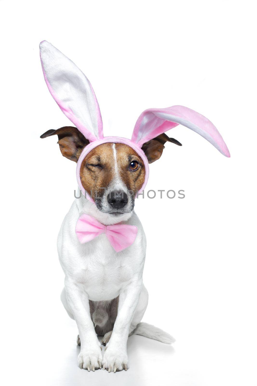 bunny dog easter by Brosch