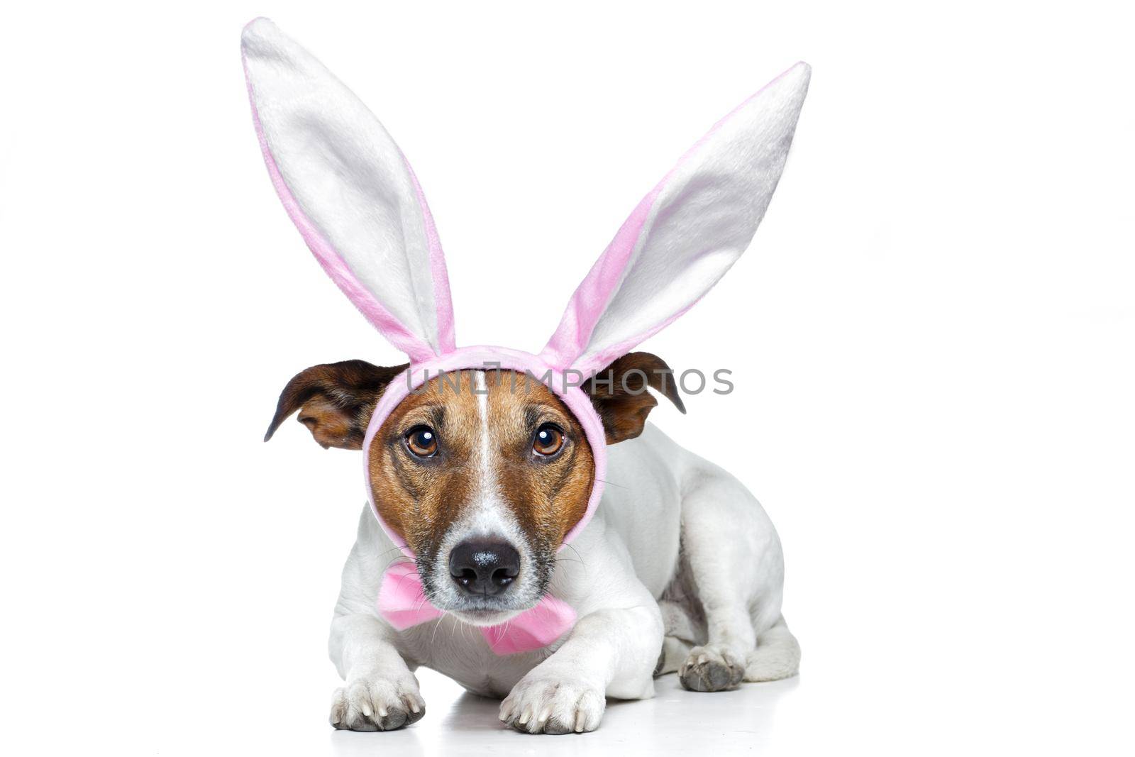 bunny dog easter by Brosch