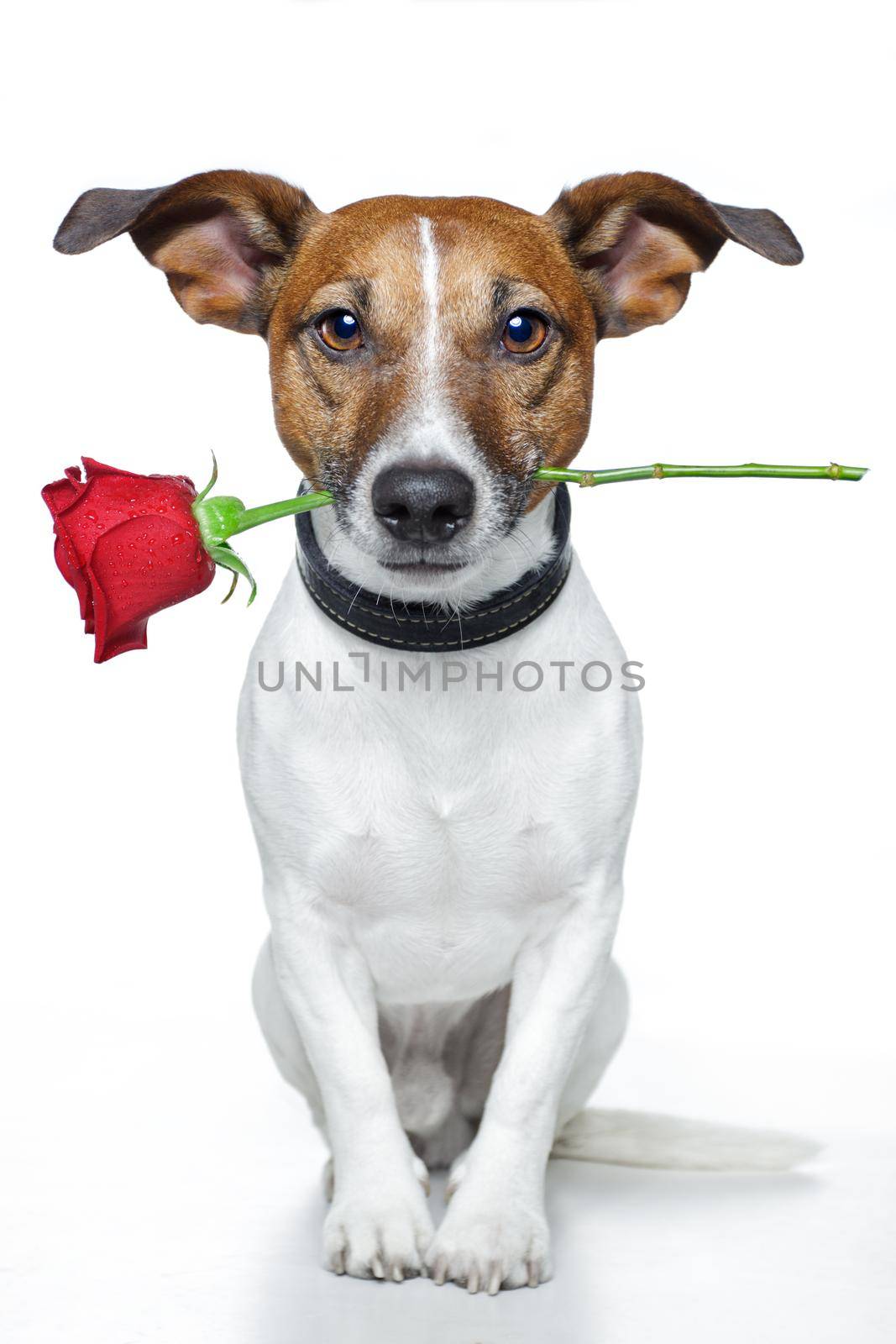valentines dog by Brosch