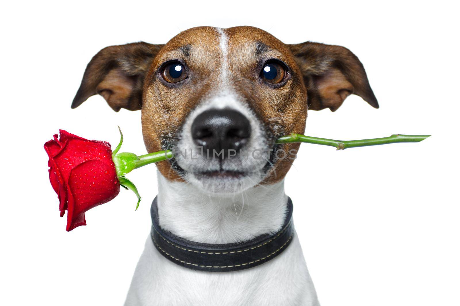 valentines dog by Brosch