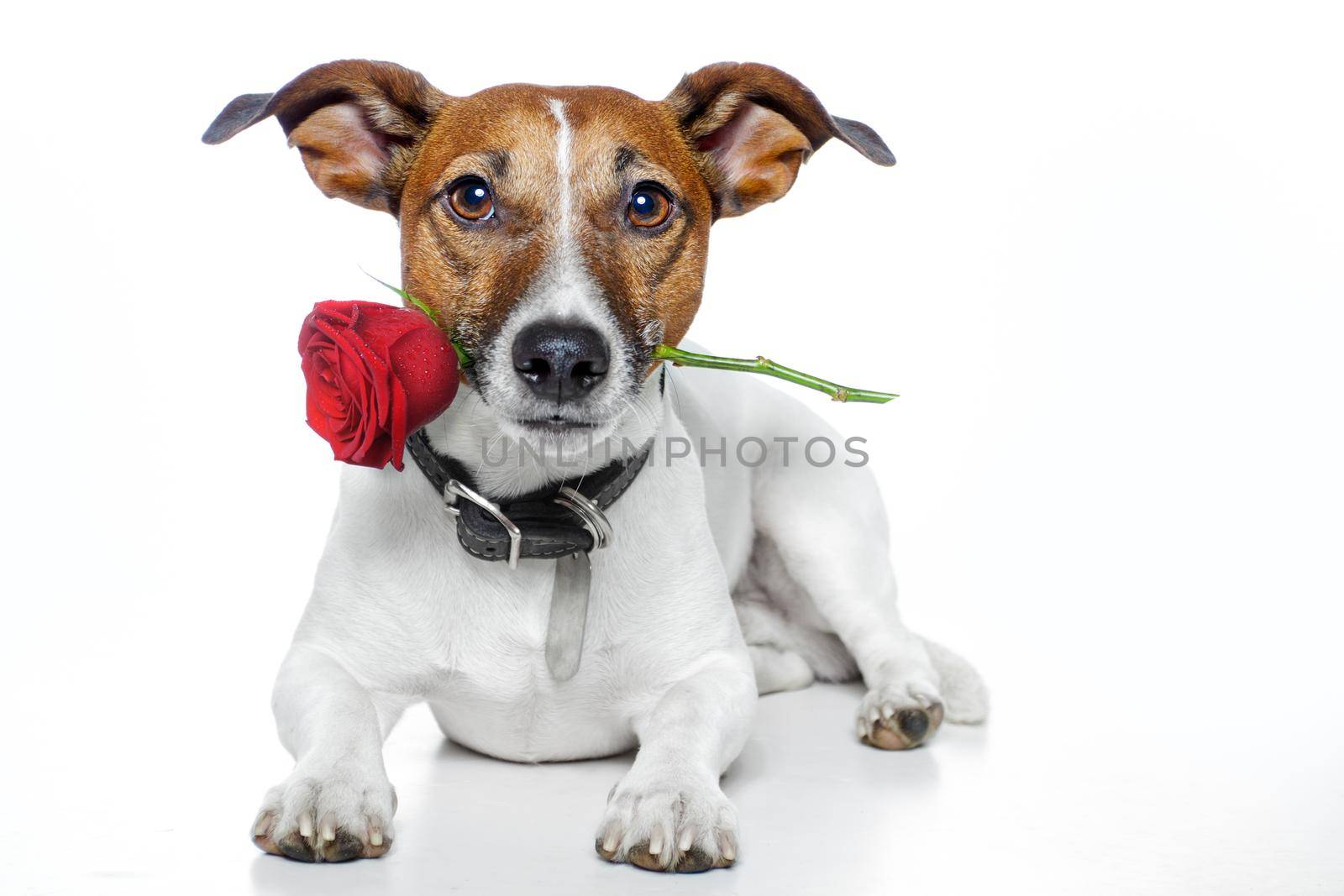 valentines dog by Brosch