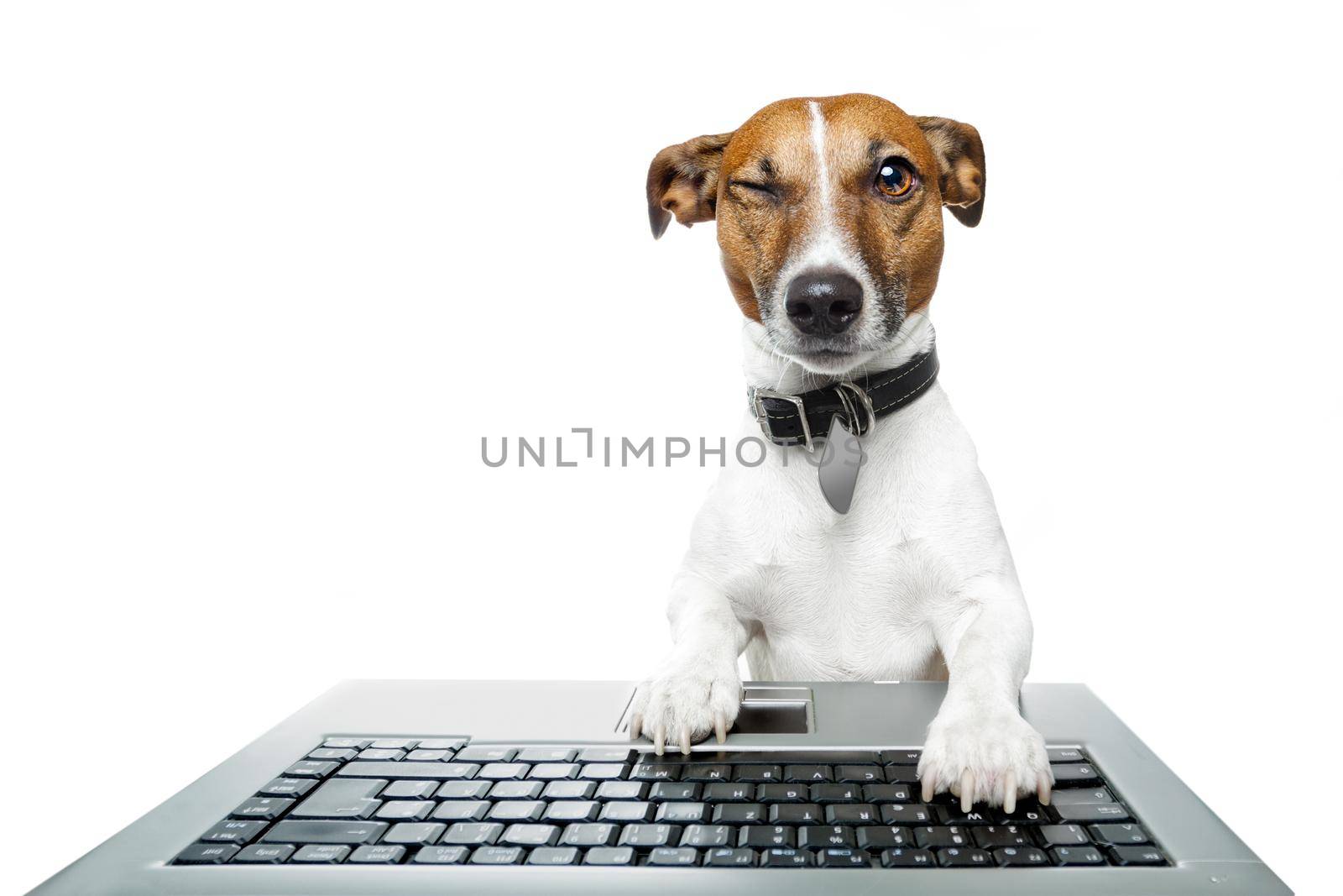 dog computer pc tablet