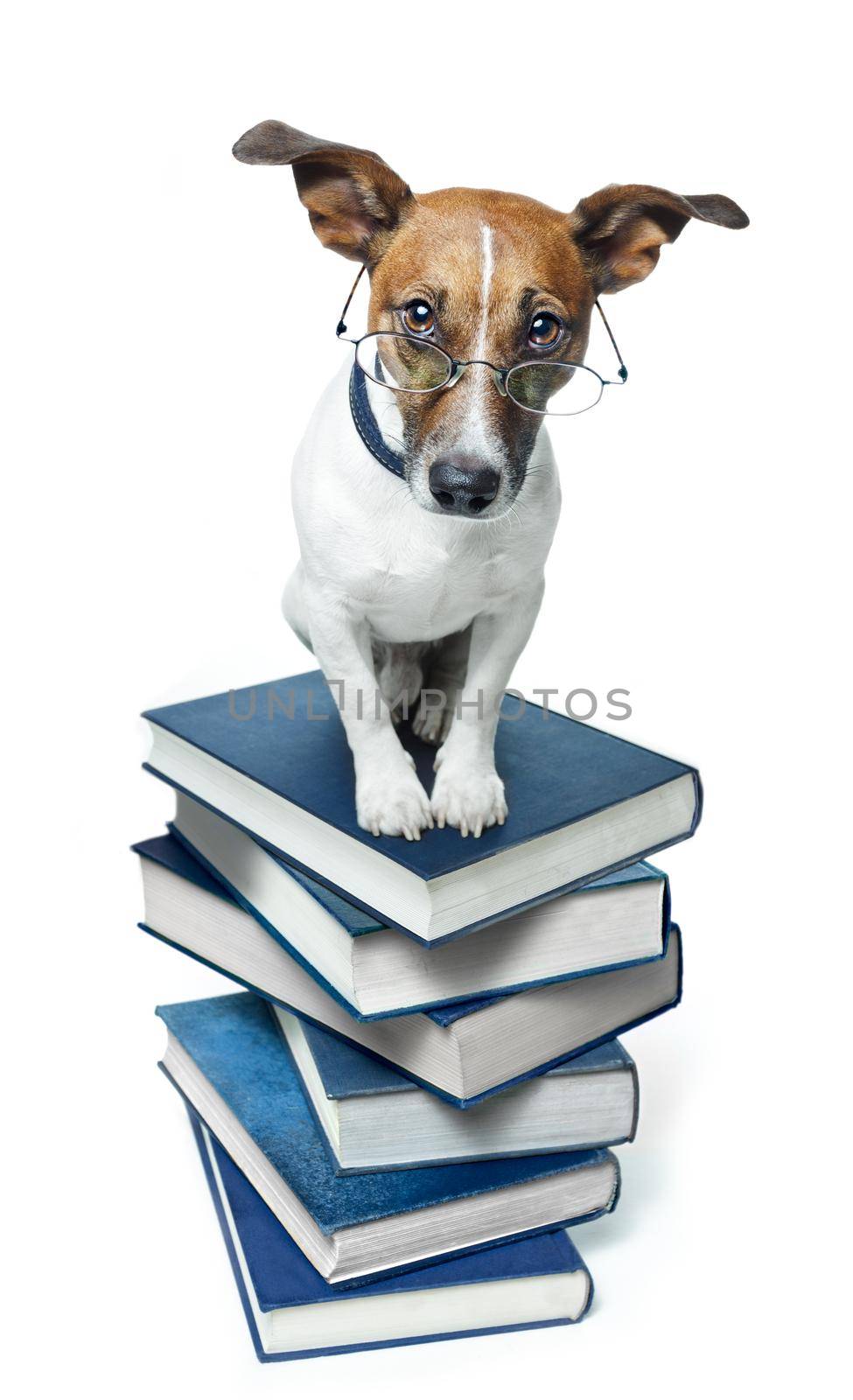 dog book stack by Brosch