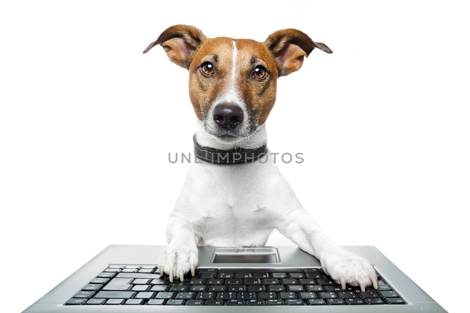 dog computer pc tablet by Brosch