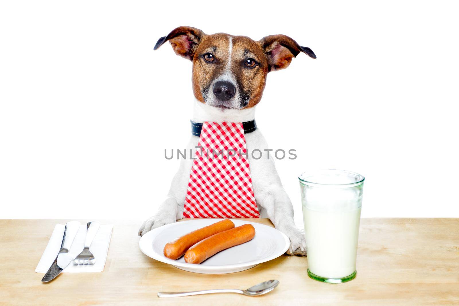 dinner meal at table dog  by Brosch