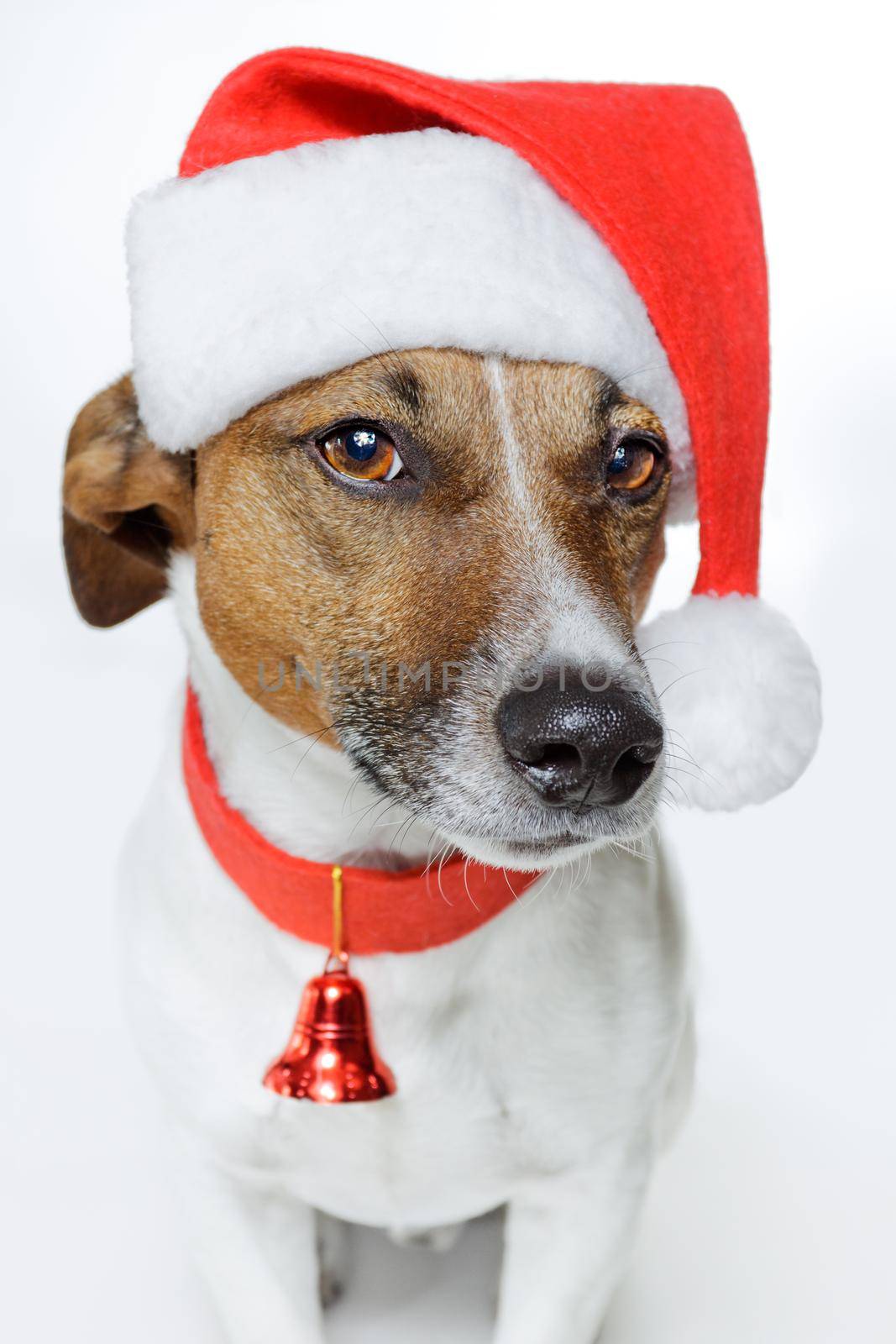 christmas dog santa by Brosch