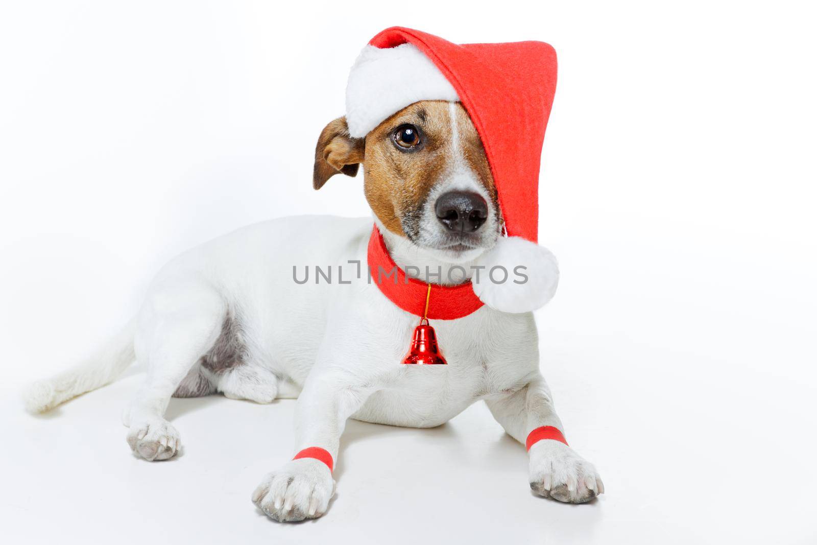 christmas dog santa by Brosch