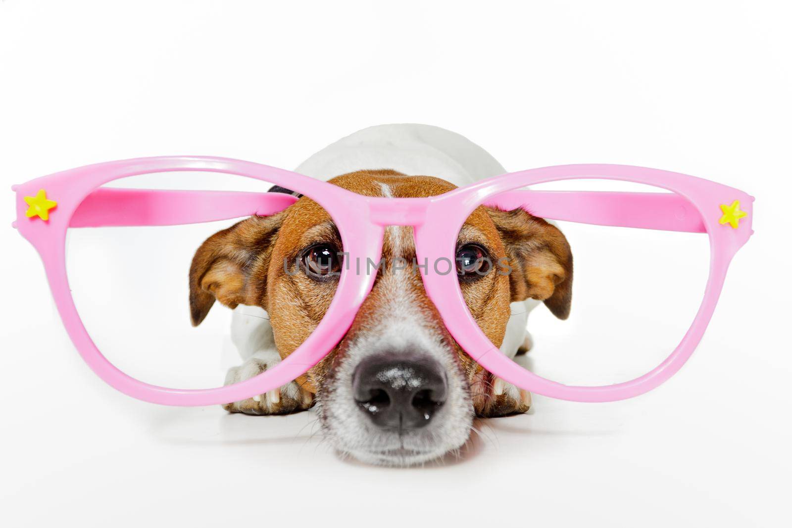 funny glasses dog  by Brosch