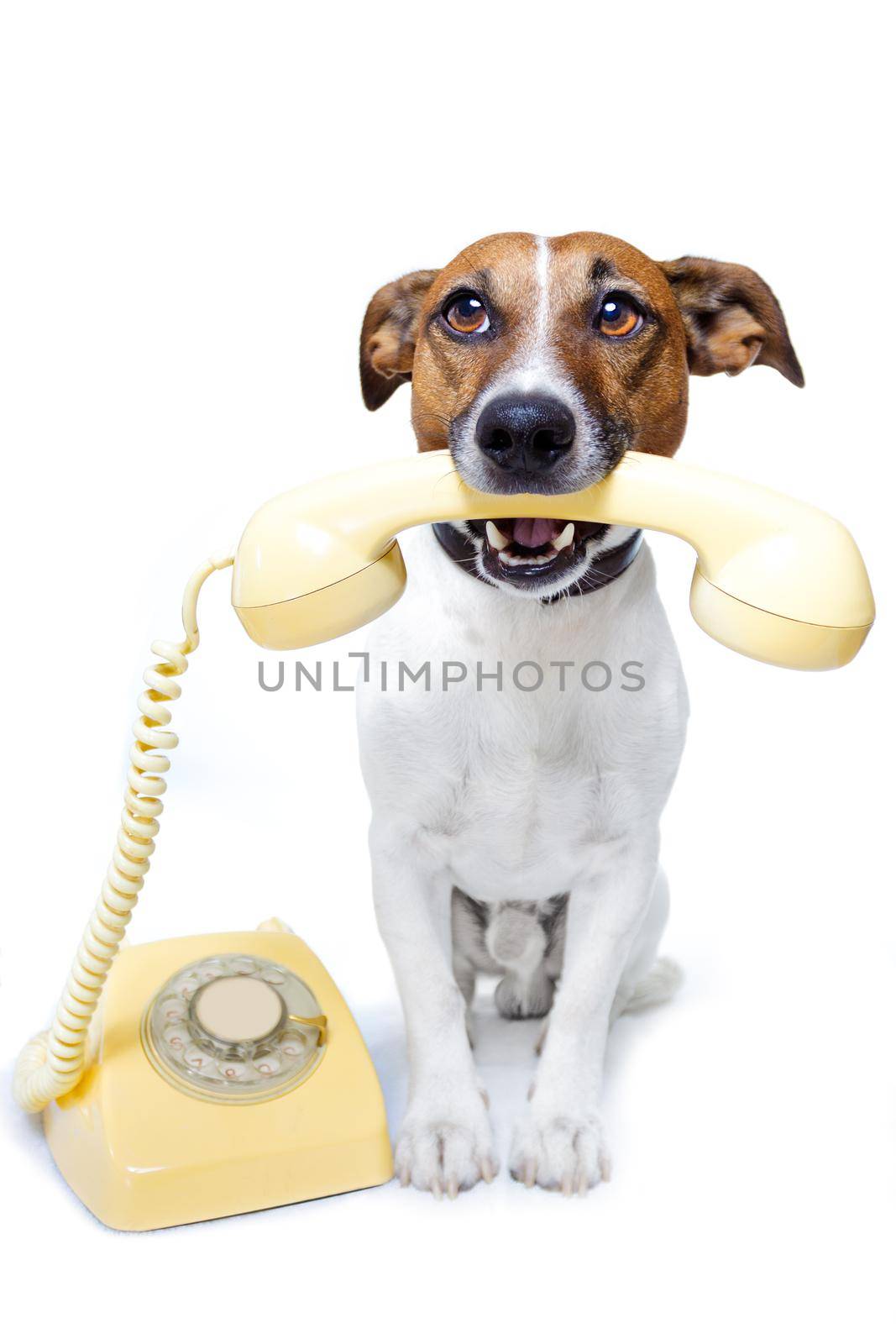 dog phone call by Brosch