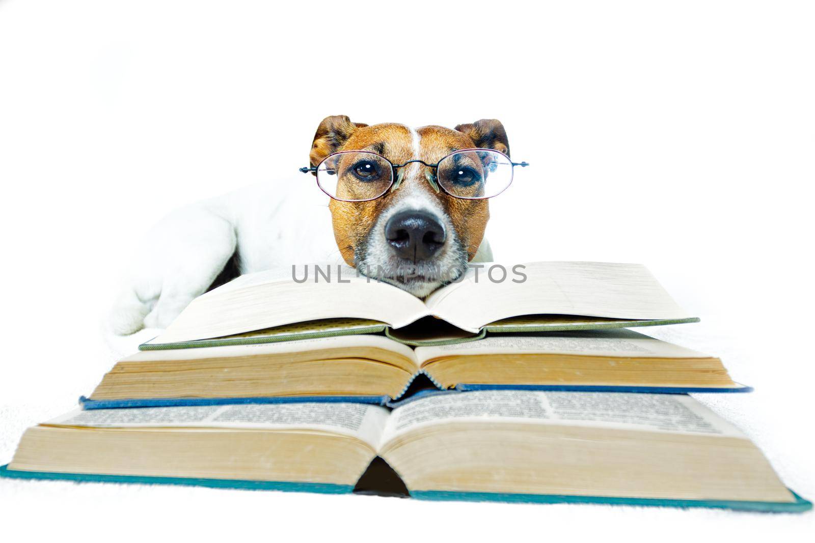 dog reading book  by Brosch