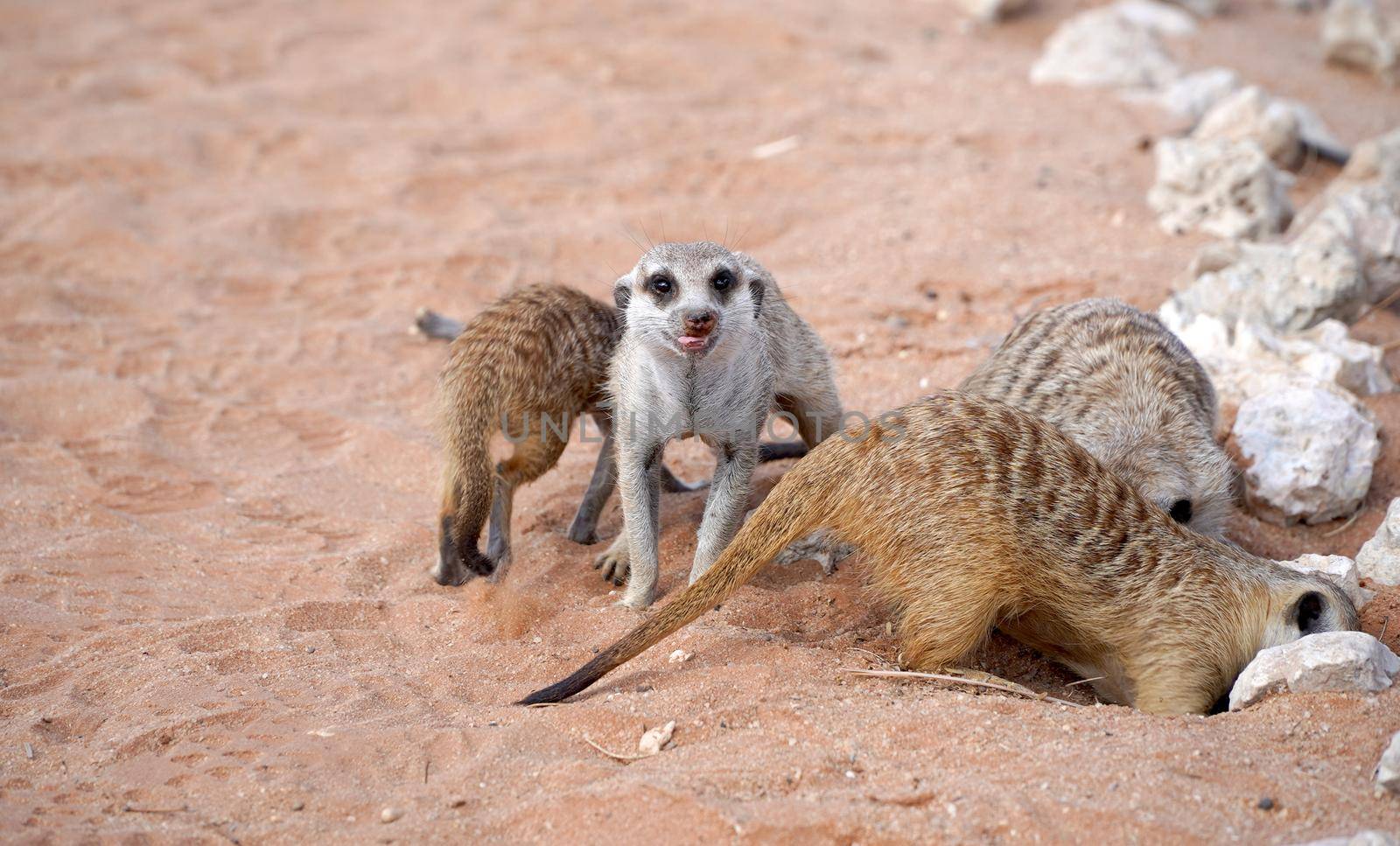 Cute Meerkats in South African park in Kalahari desert