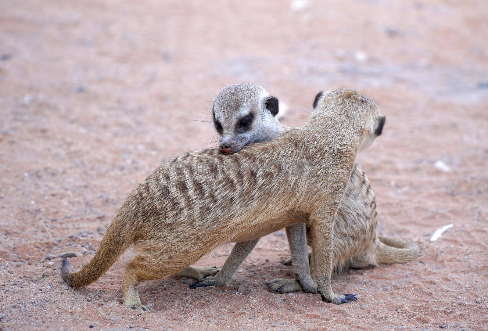 Cute Meerkat in South African park in Kalahari desert by fivepointsix