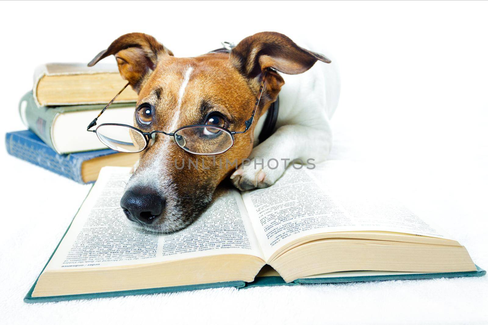 dog reading book  by Brosch