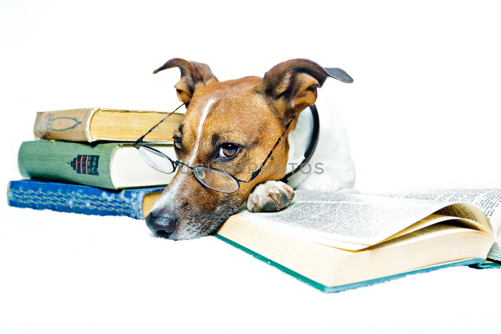 dog reading book  by Brosch