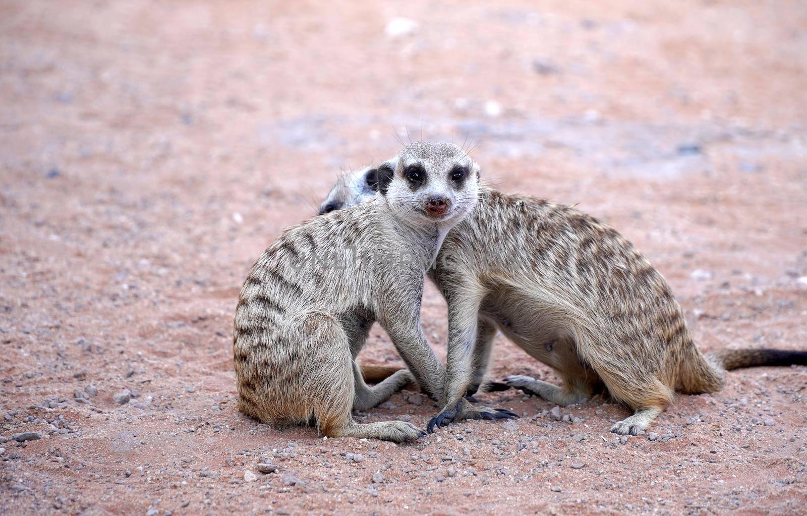 Cute Meerkat in South African park in Kalahari desert