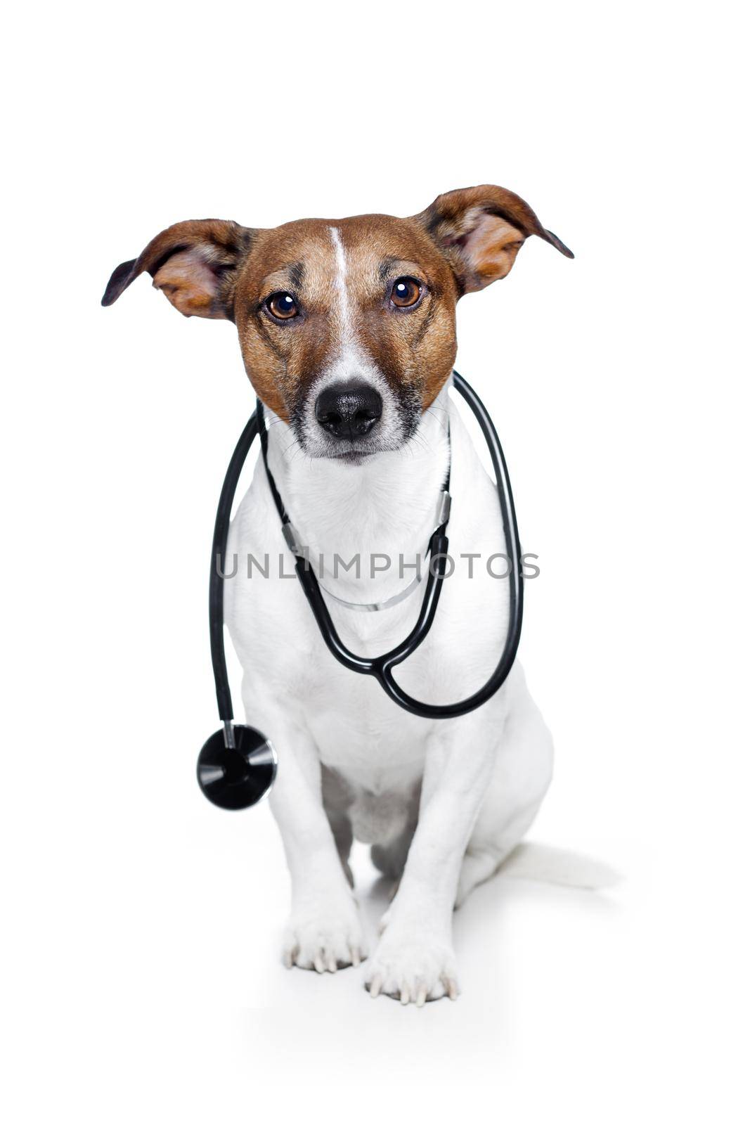 medical doctor dog by Brosch