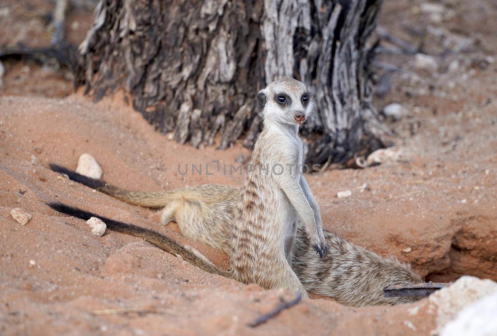 Cute Meerkat in South African park in Kalahari desert by fivepointsix