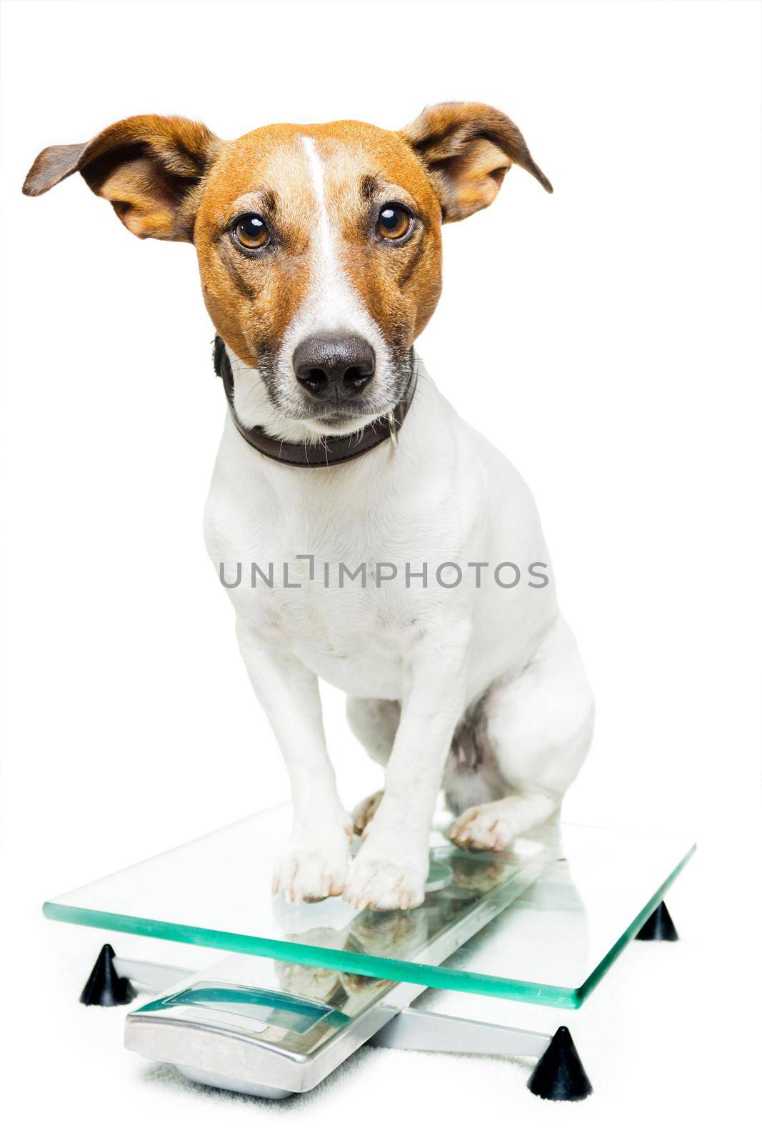 dog on scale by Brosch