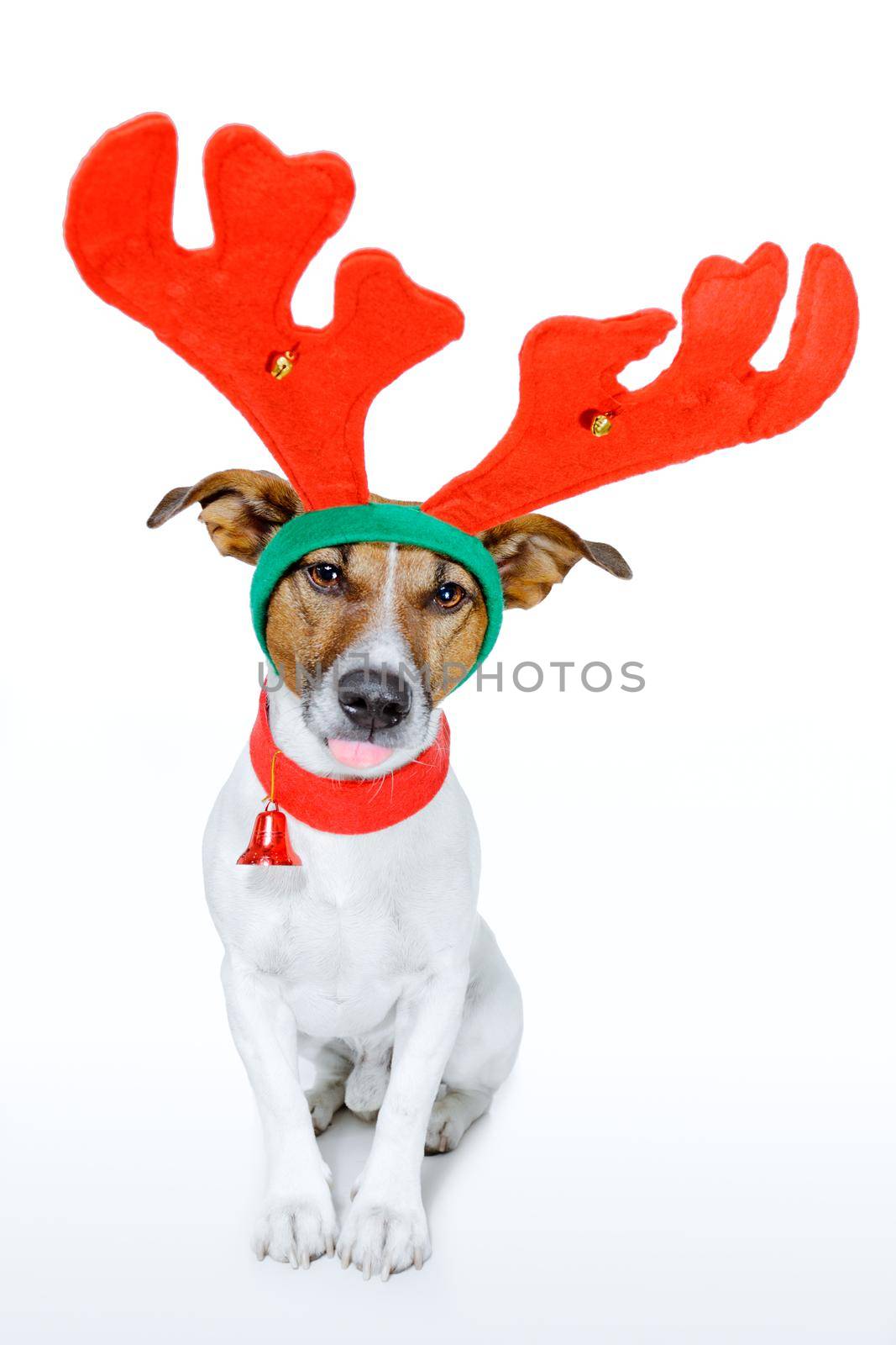 dog as deer by Brosch