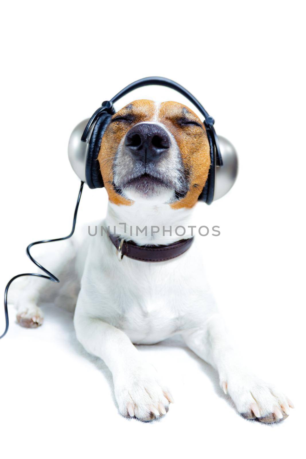 dog listening  to music by Brosch