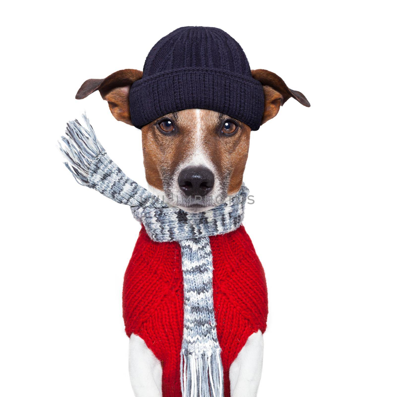 winter dog scarf and hat by Brosch