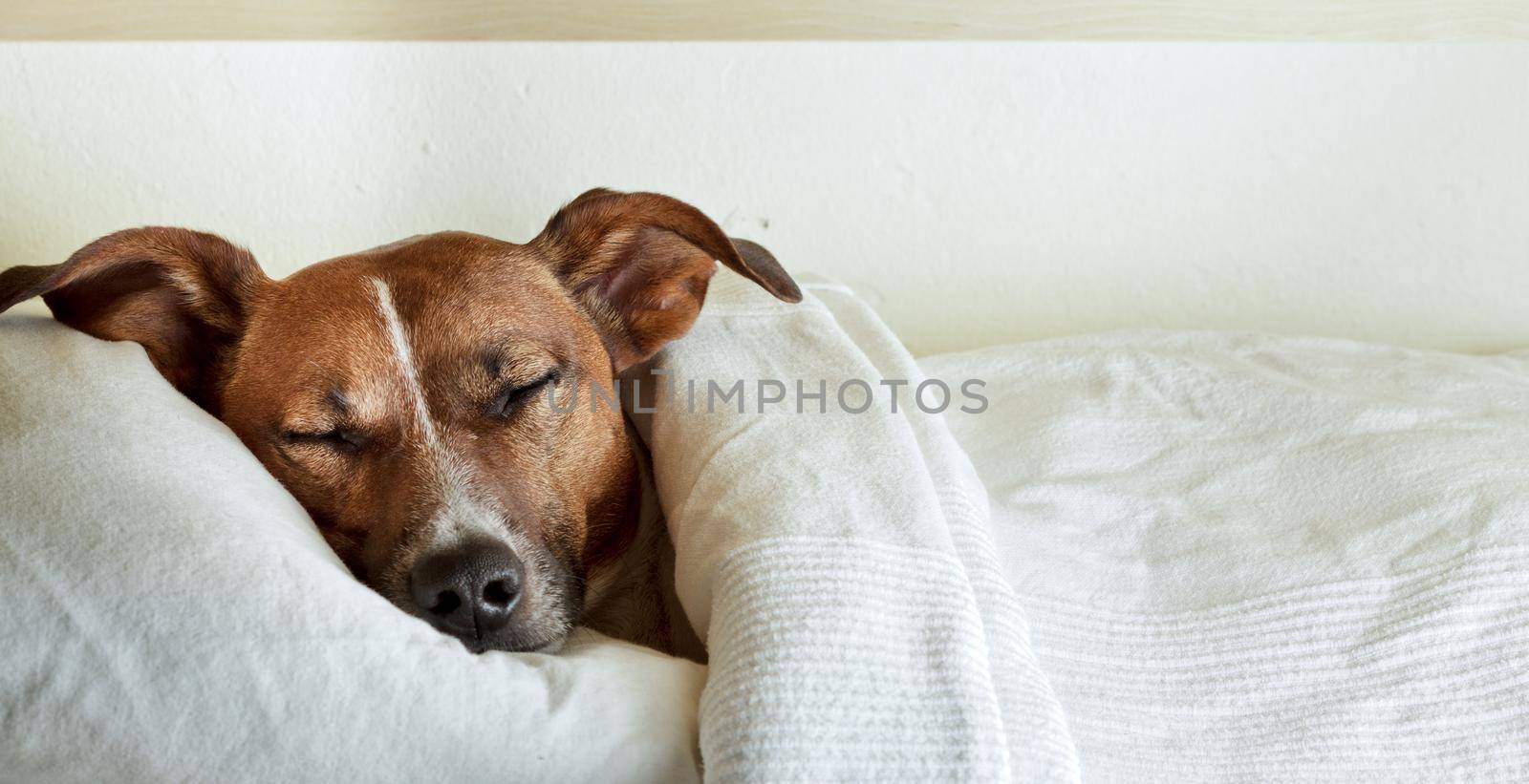 sleeping dog by Brosch