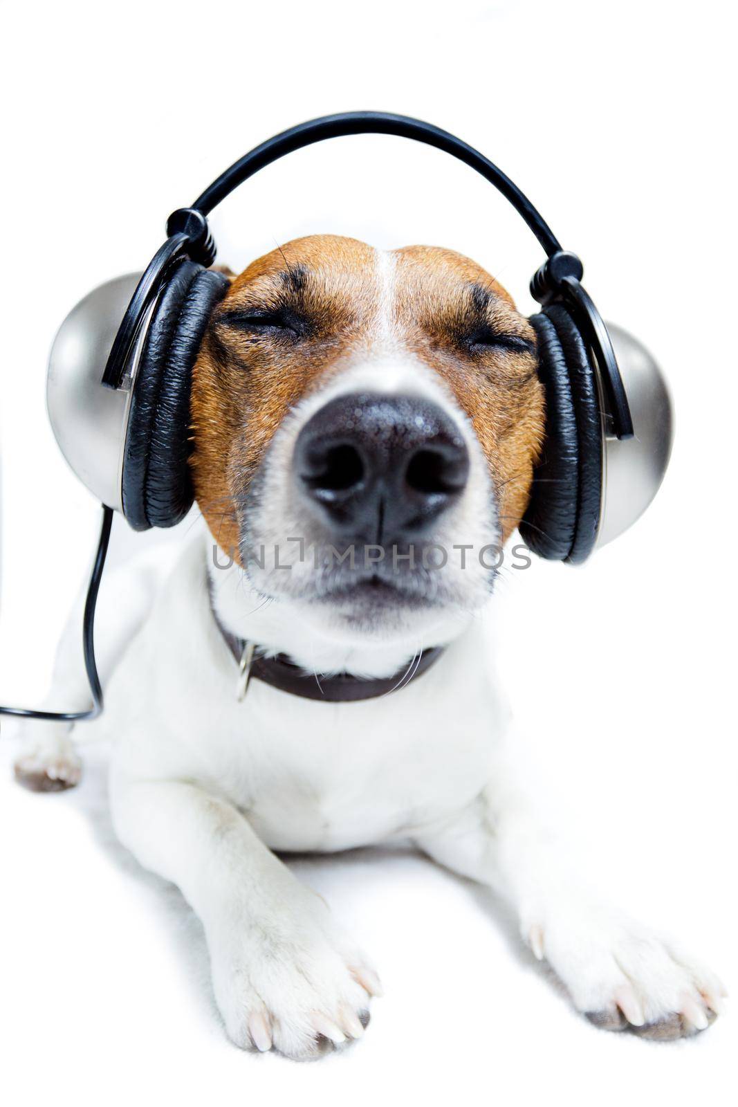 dog listening  to music by Brosch