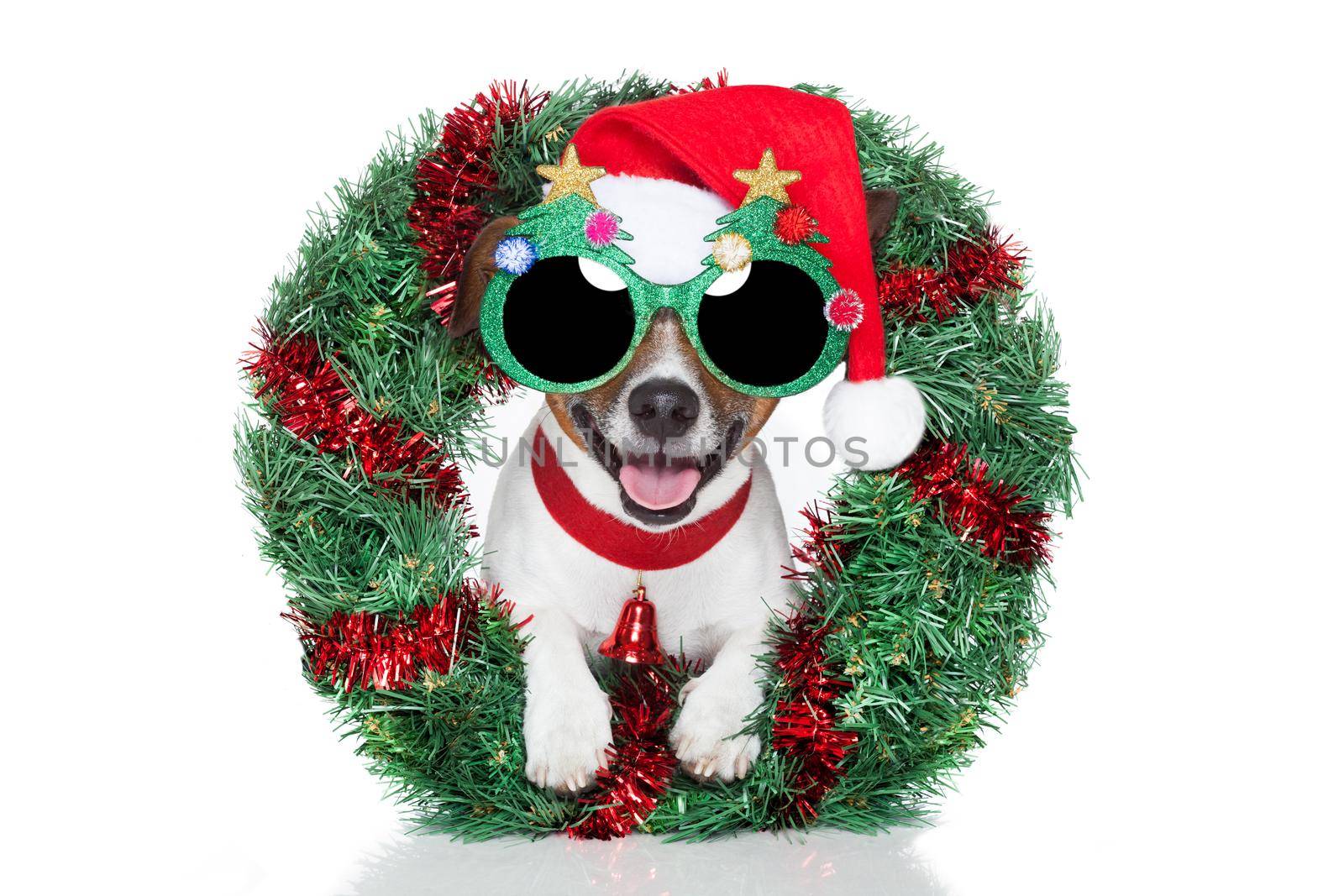 xmas dog with funny sunglasses