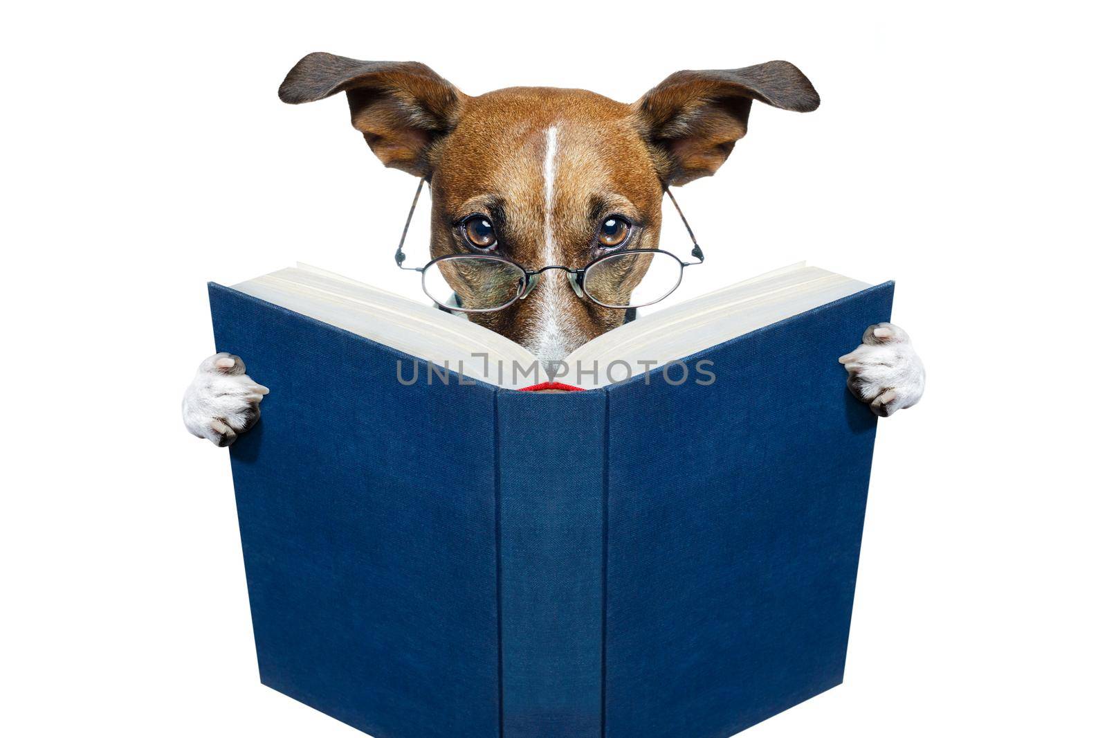reading book dog  by Brosch