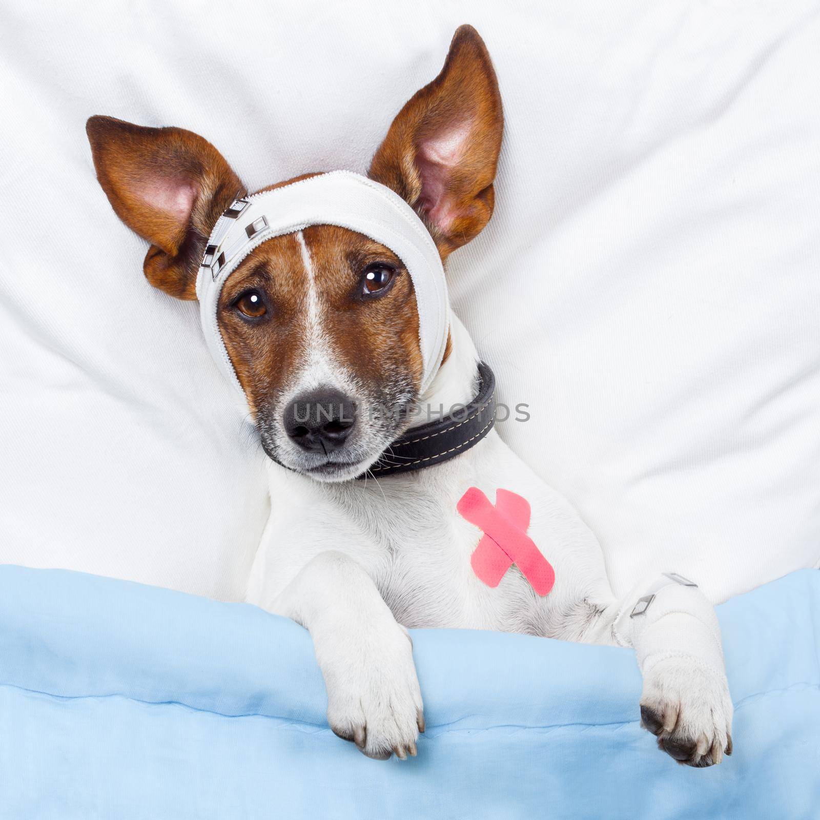 Sick dog with bandages lying on bed by Brosch