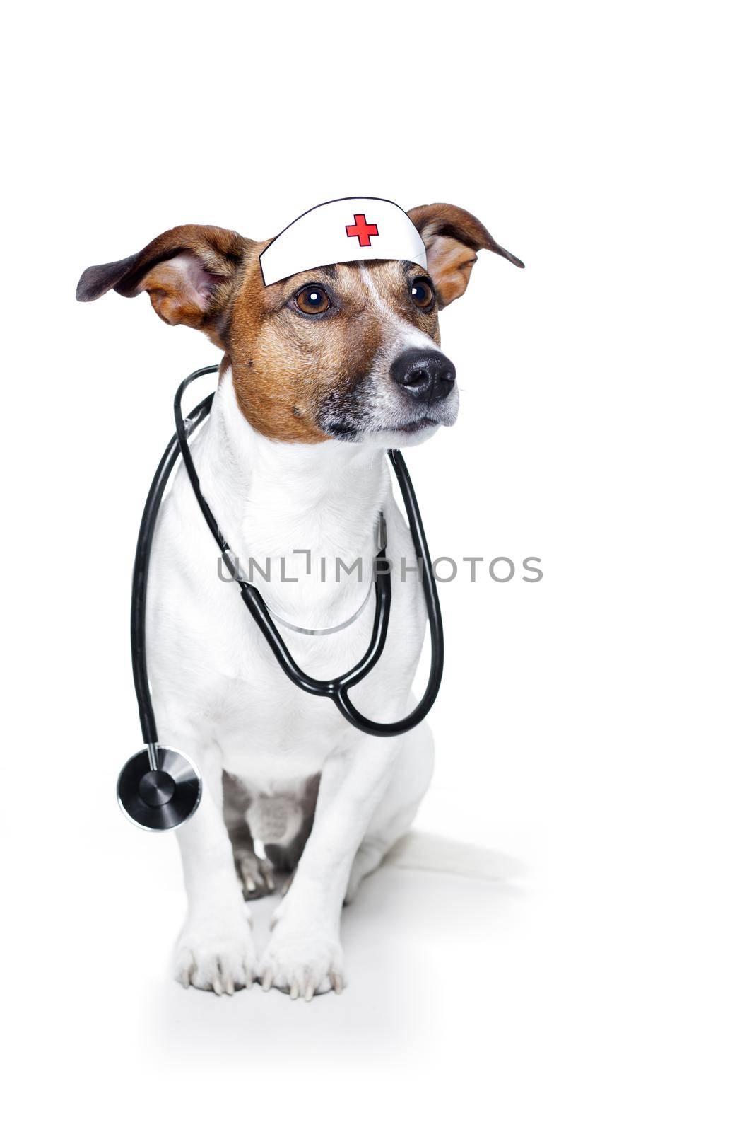 medical doctor dog by Brosch