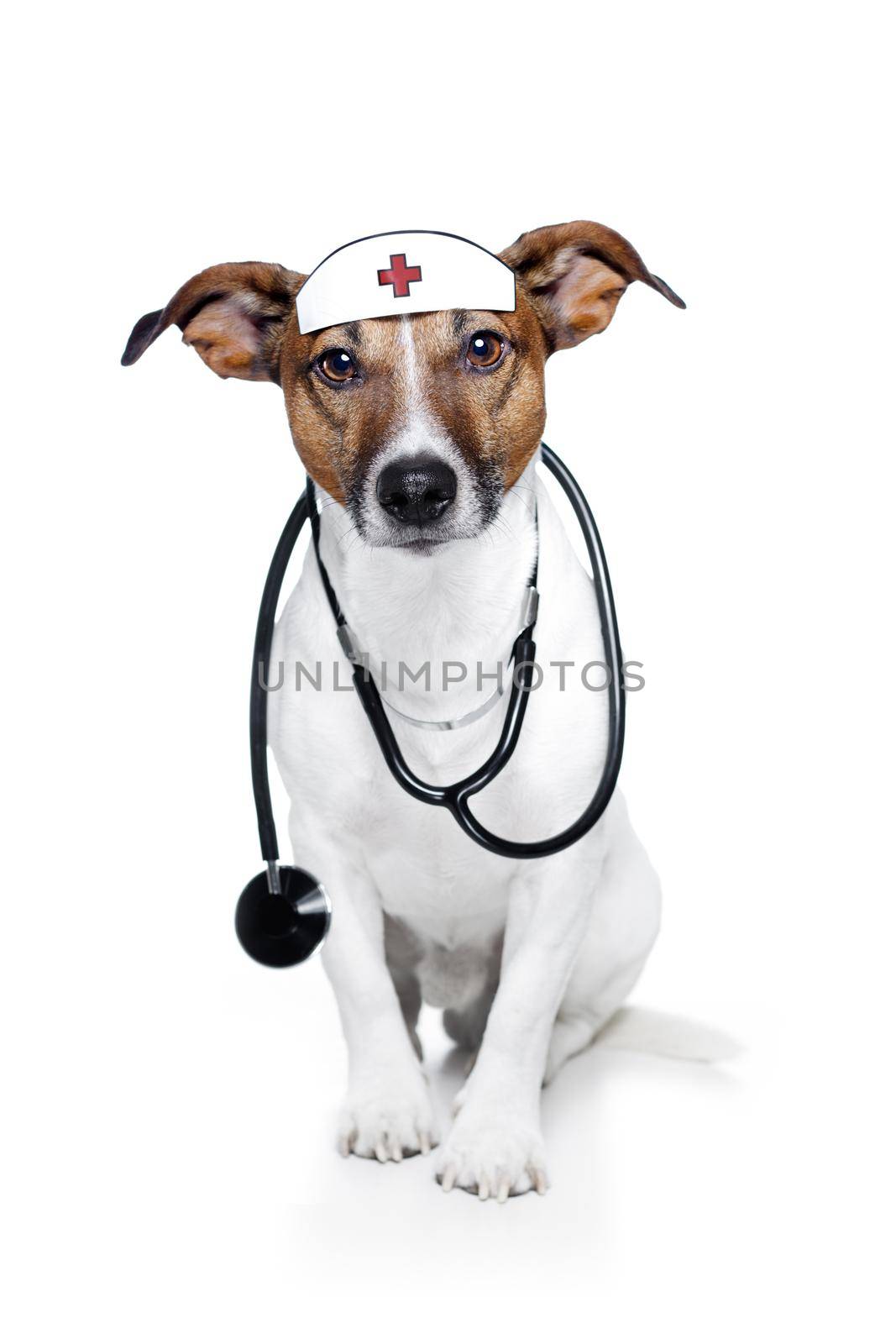 medical doctor dog by Brosch