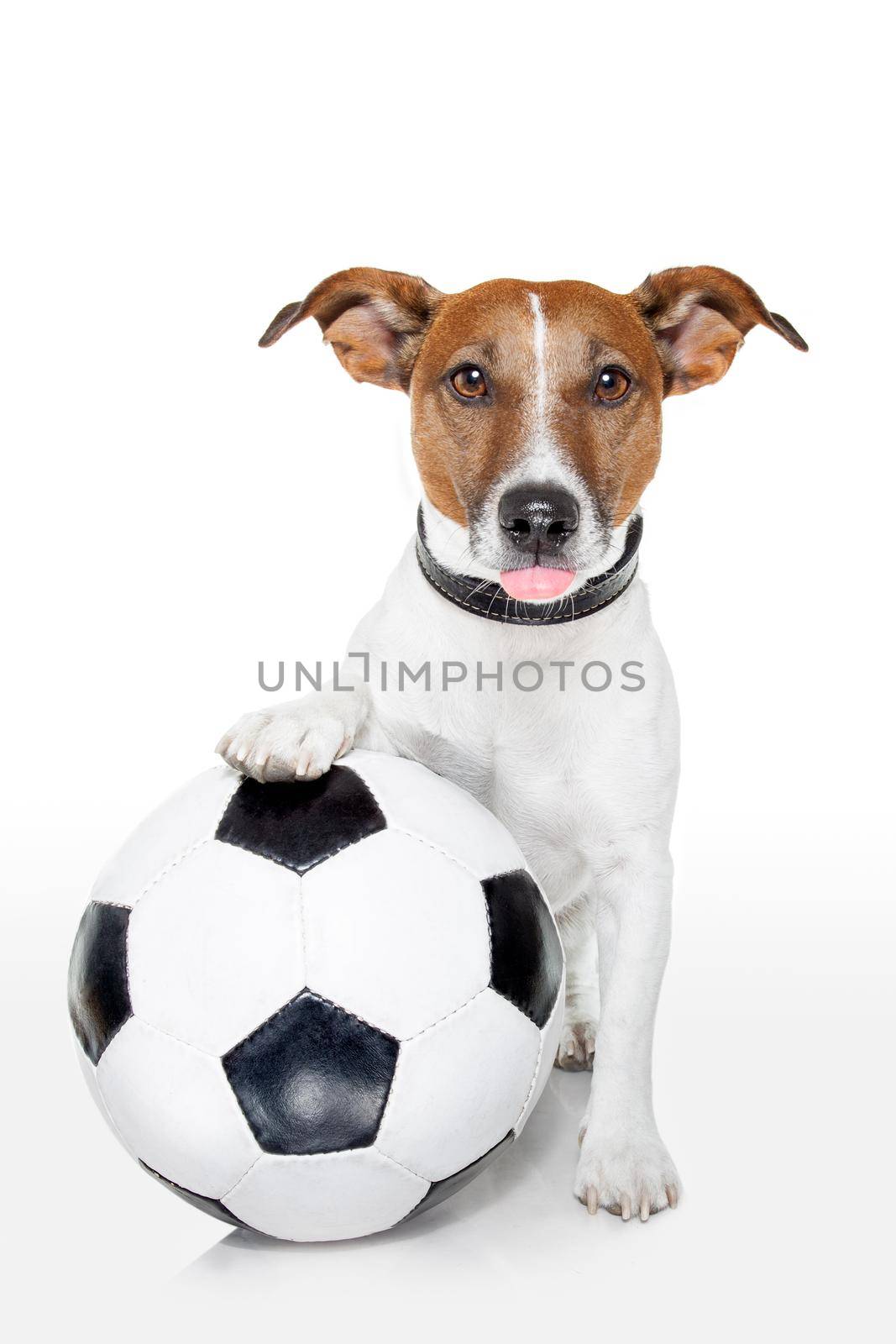 dog with a white soccer ball