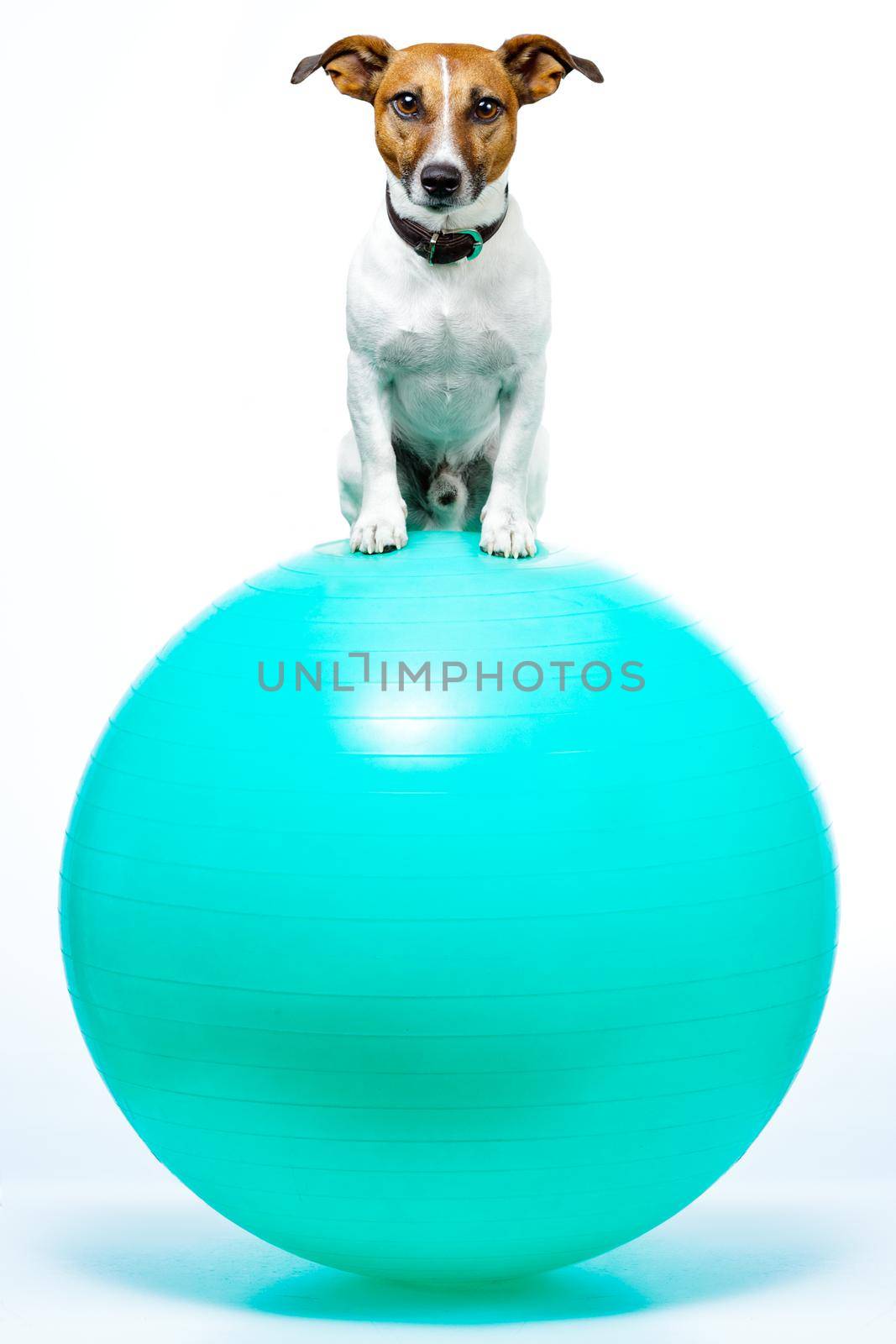 sport dog on ball by Brosch