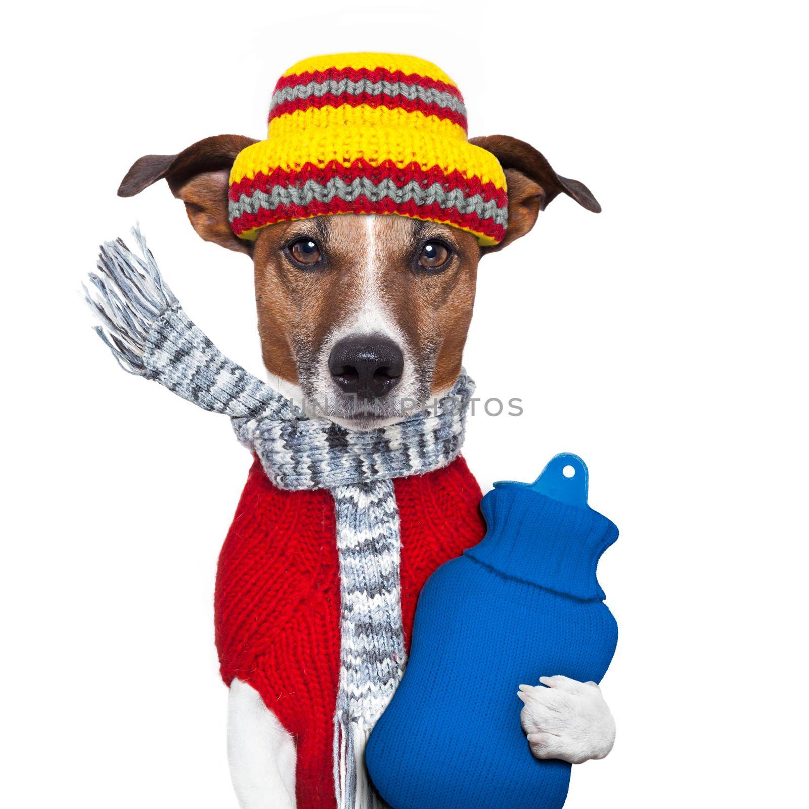 winter dog scarf hat wool