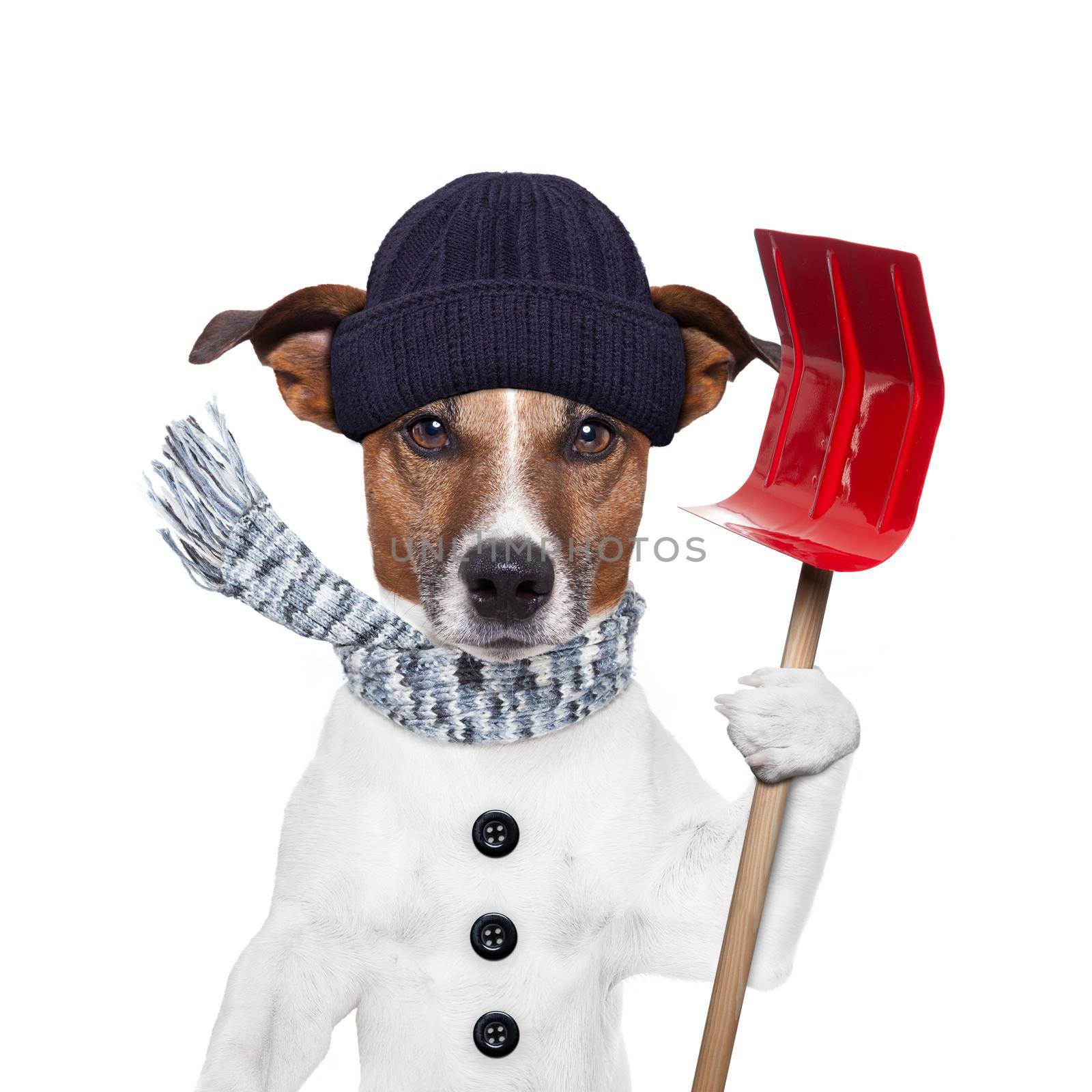 winter dog red shovel snow