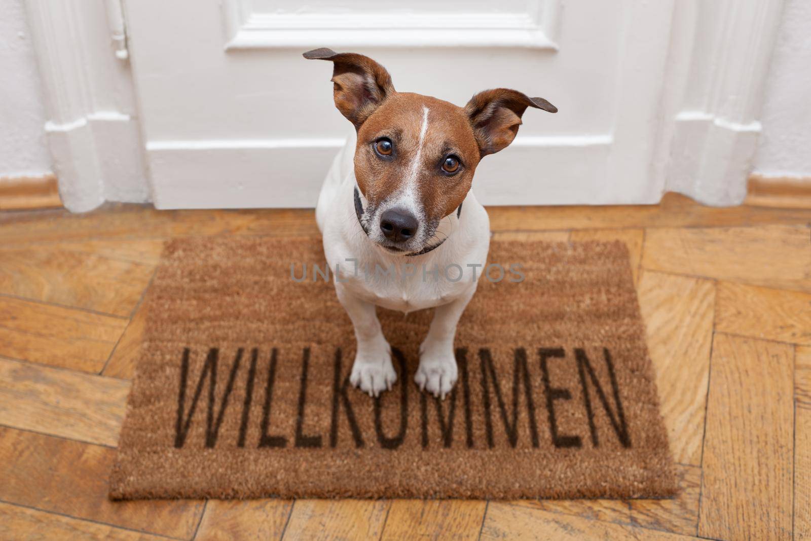dog welcome home by Brosch