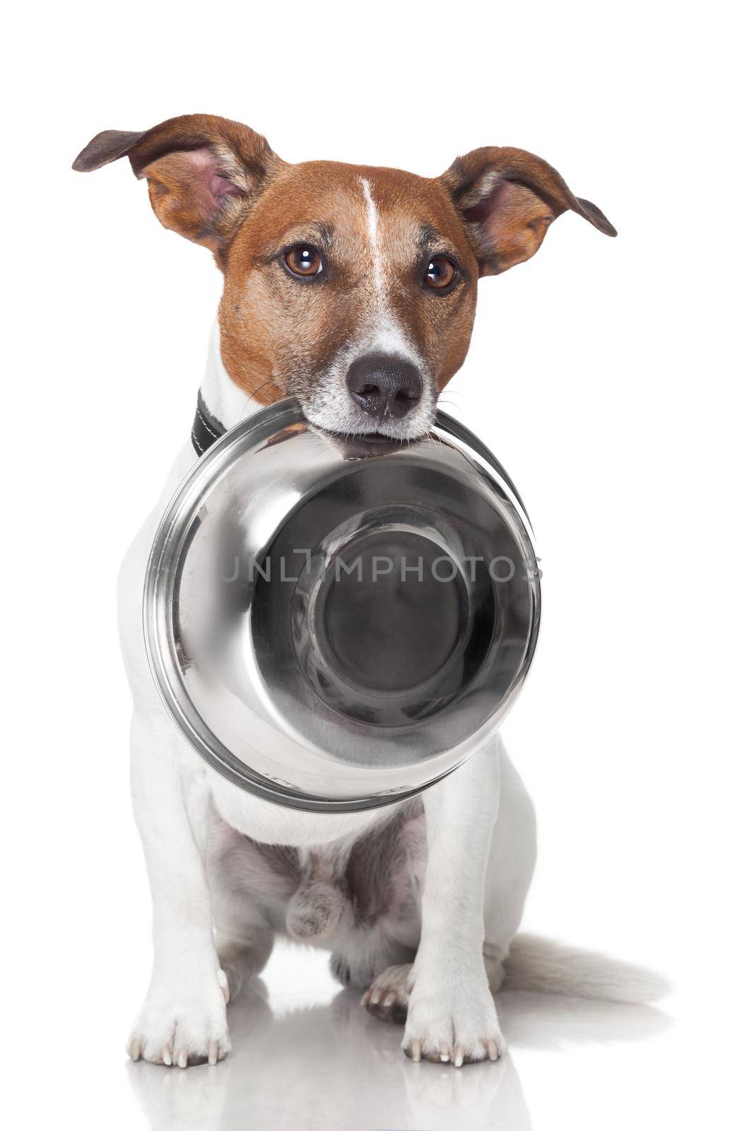 hungry dog food bowl mouth
