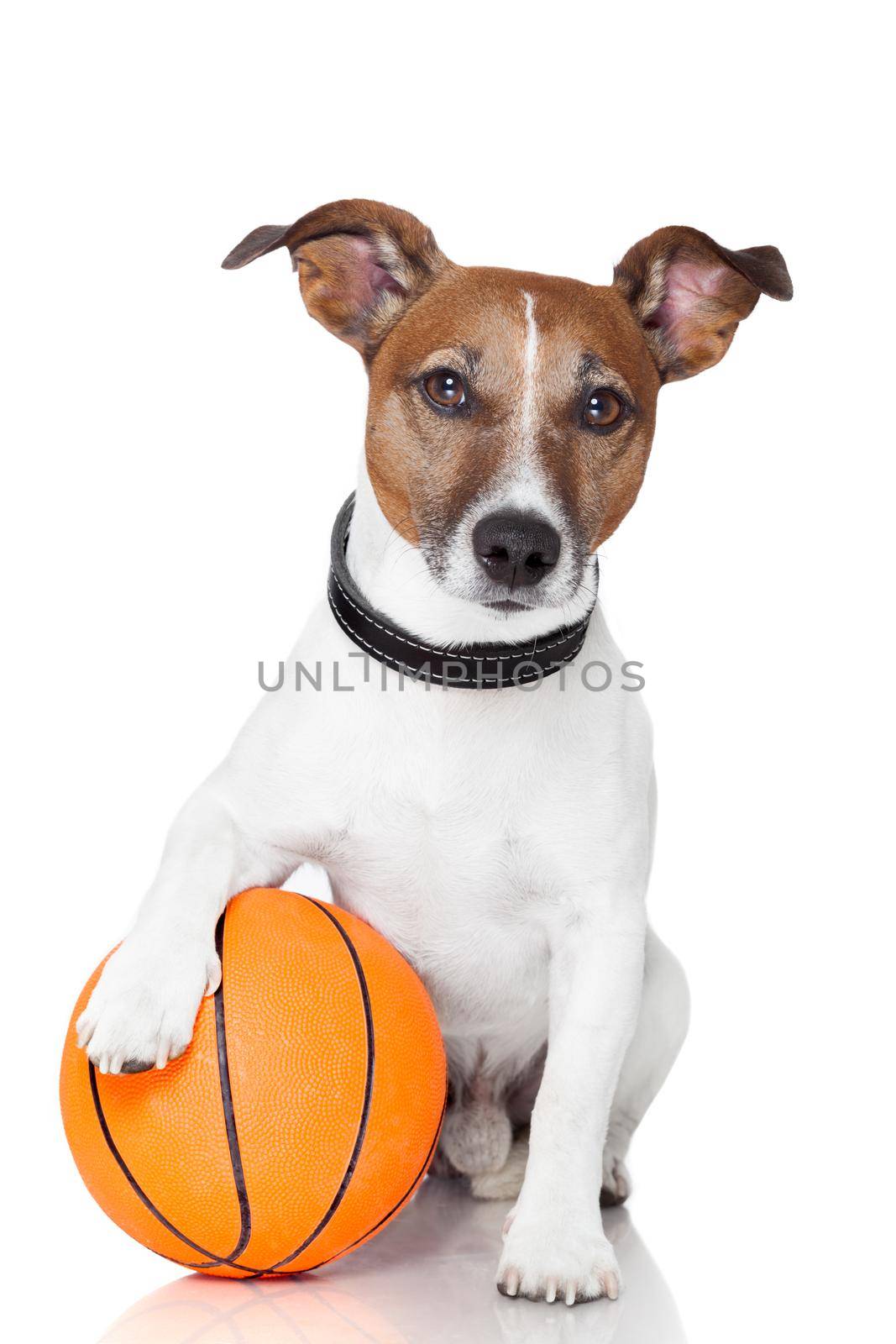 Basket ball  winner dog by Brosch