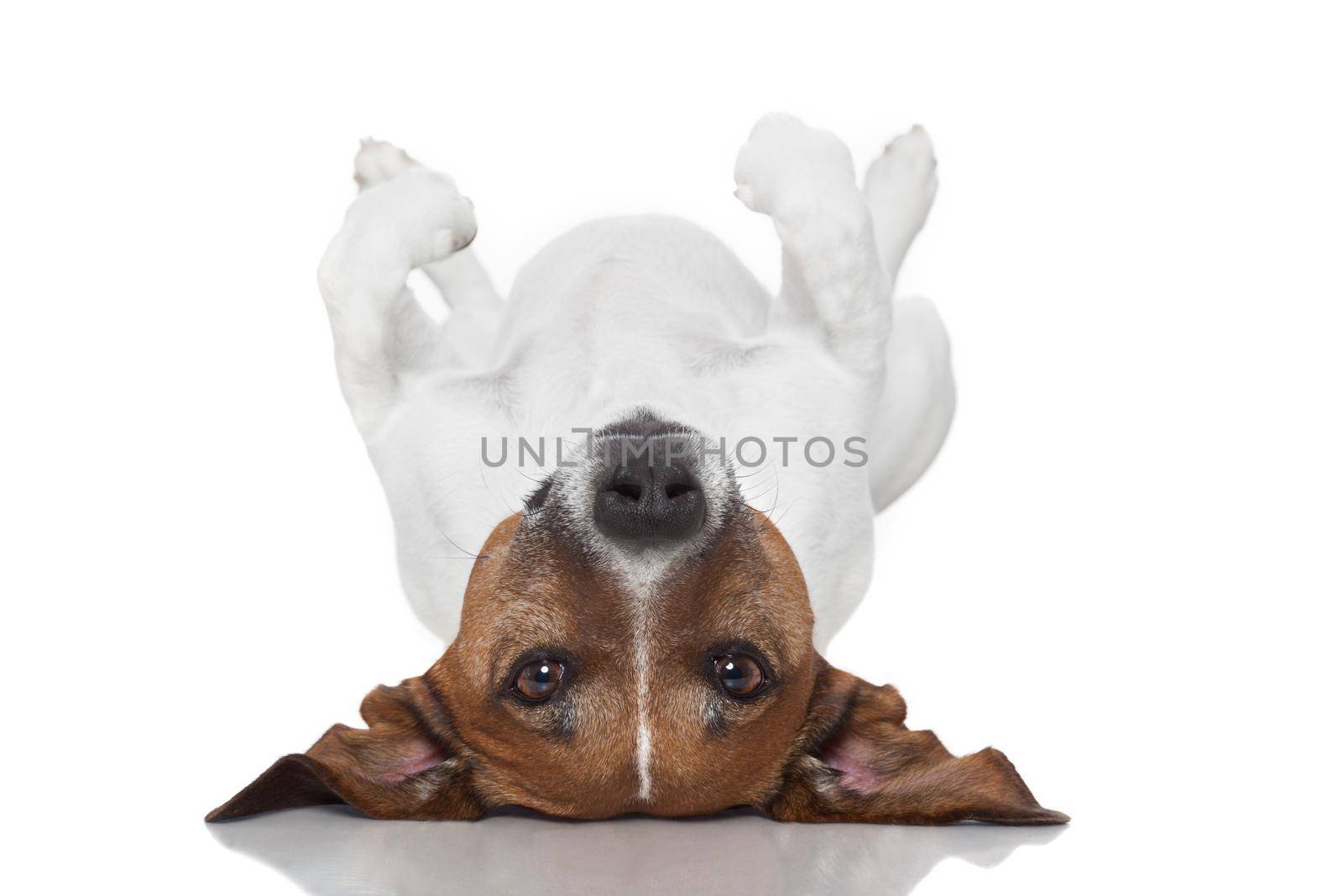 dog  laying upside down on back