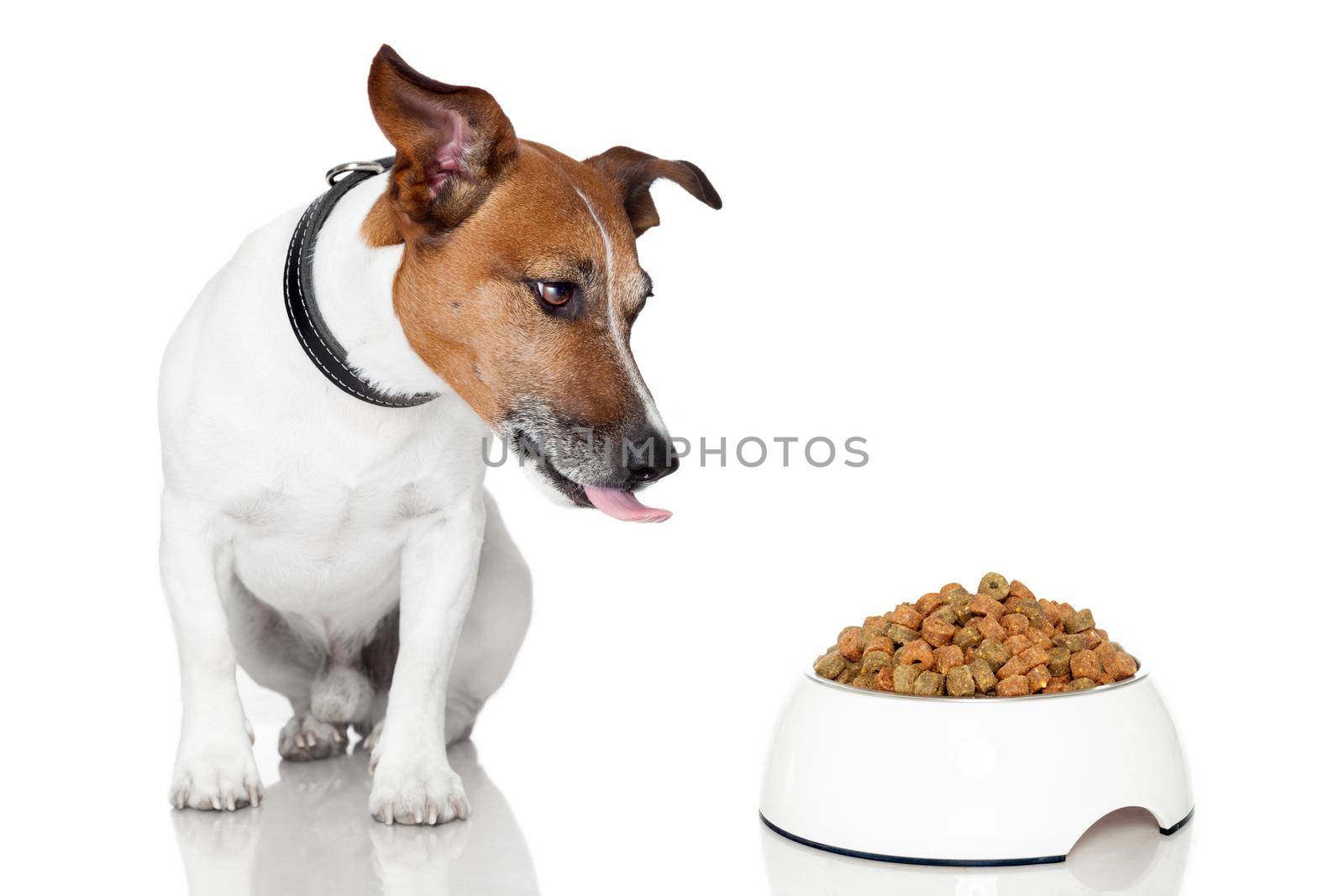 dog bowl hungry meal eat by Brosch