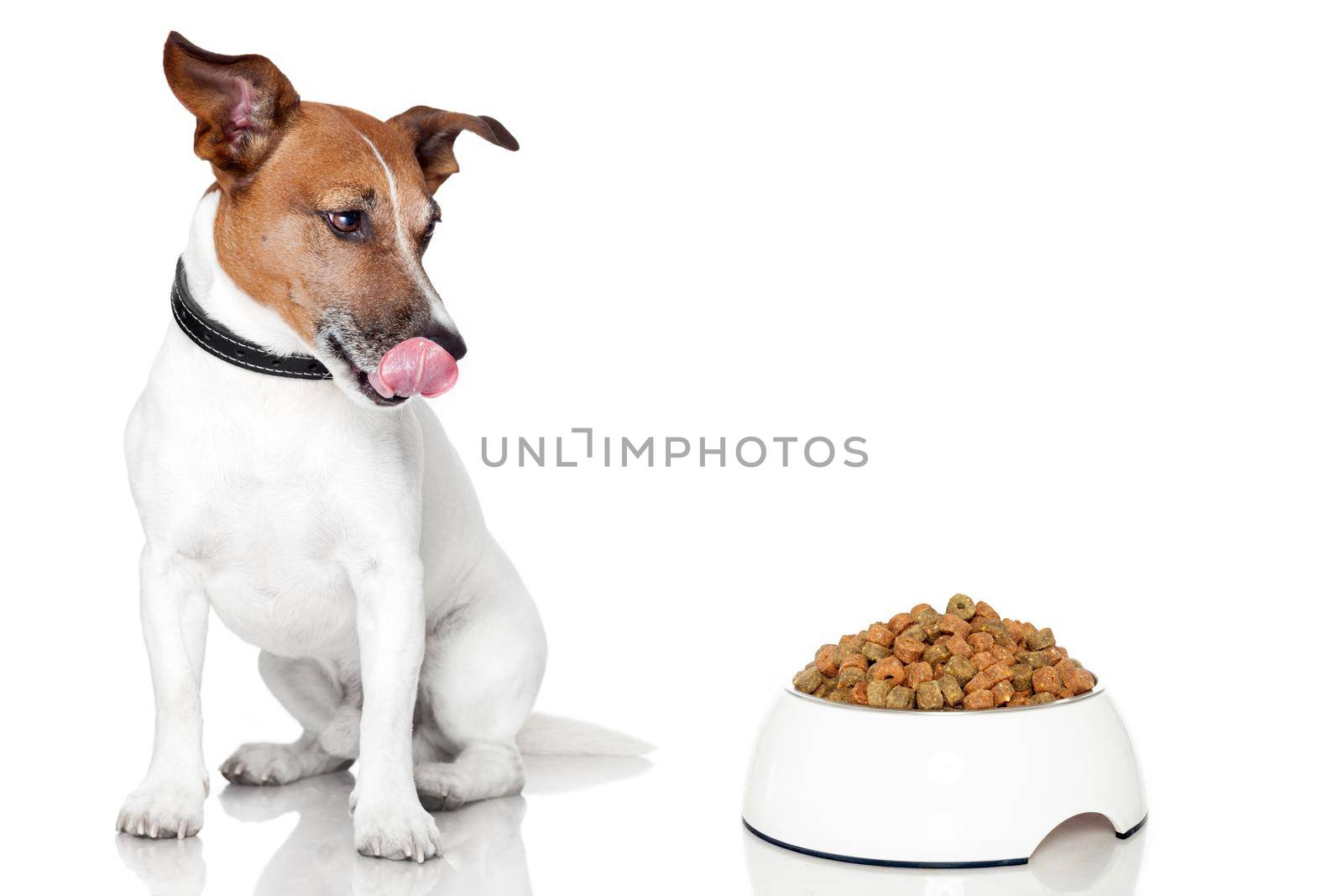dog bowl hungry meal eat by Brosch