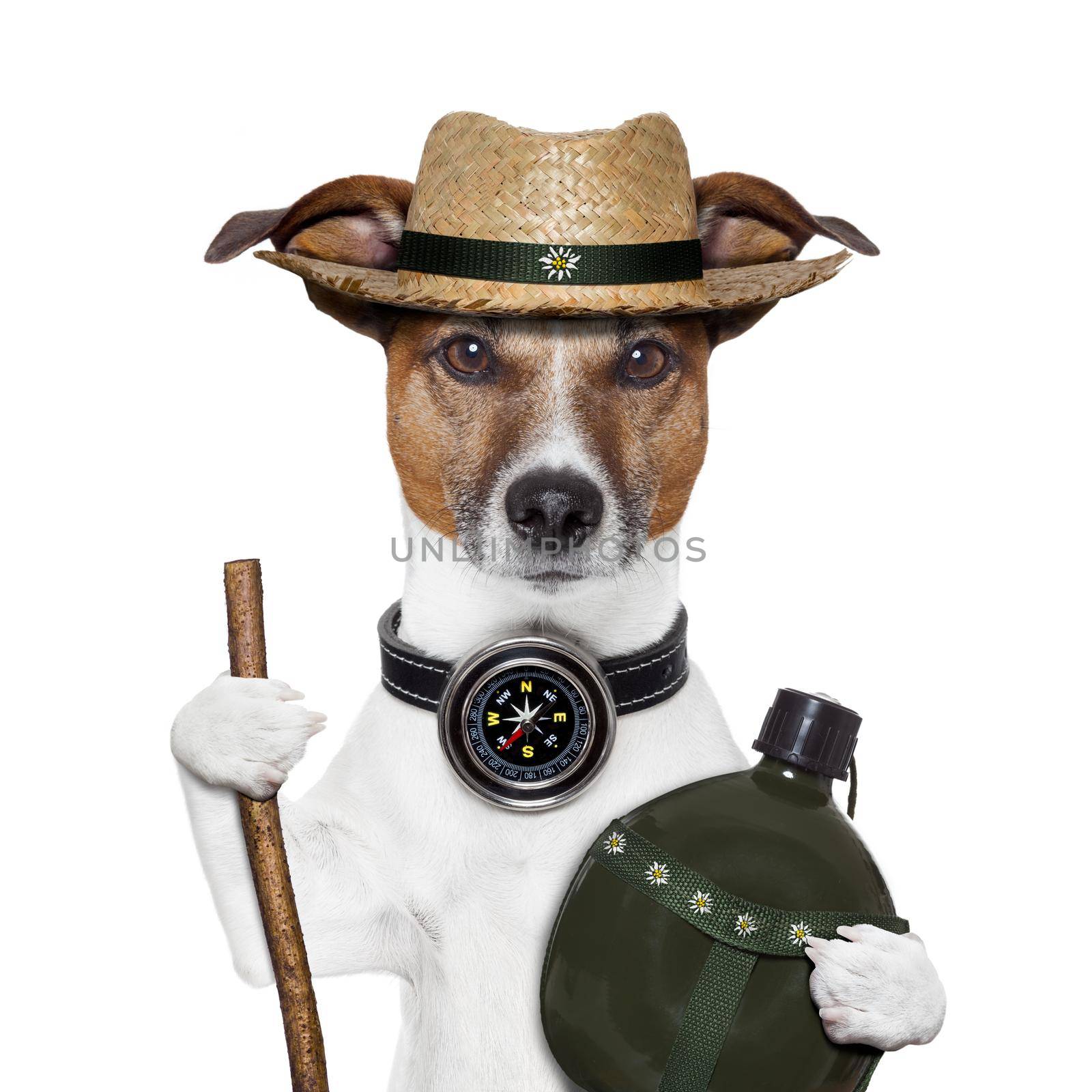 hike compass hat dog  by Brosch