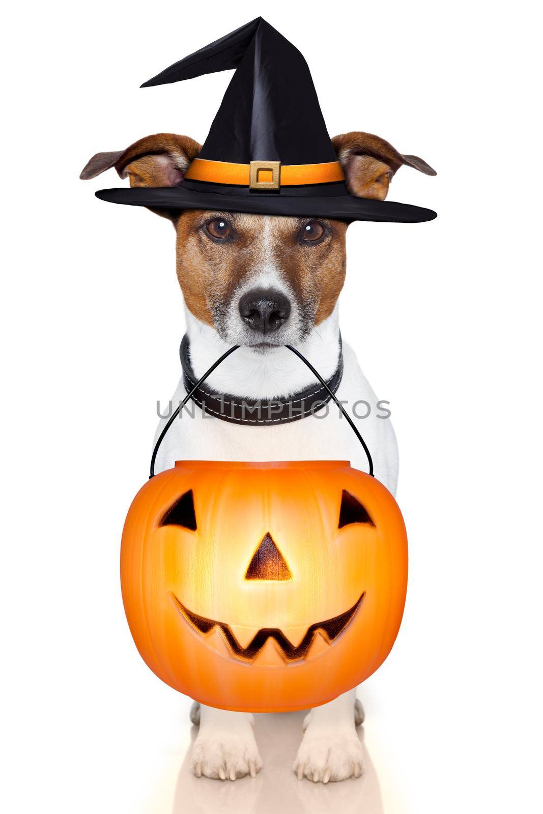 halloween trick or treat pumpkin witch dog