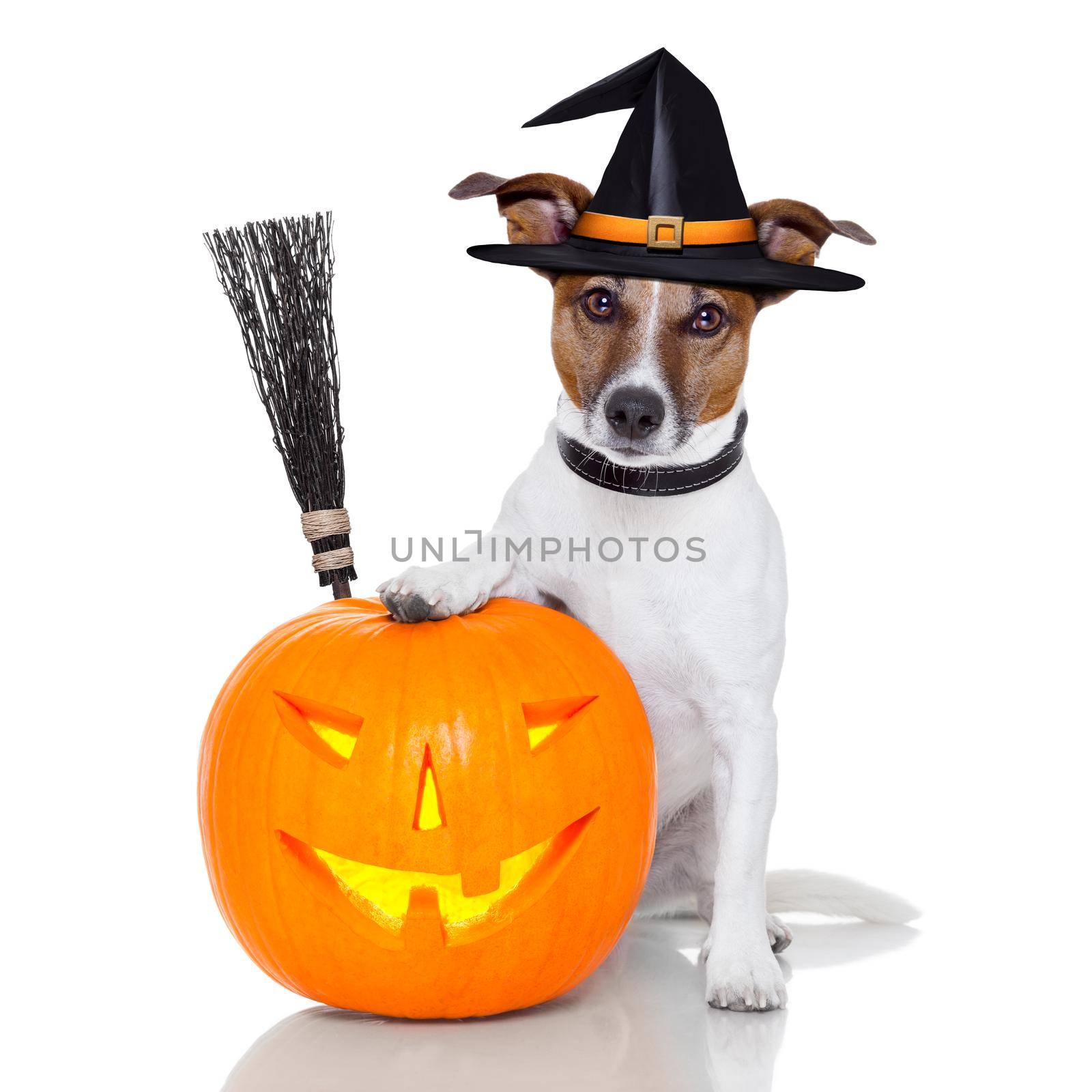 halloween pumpkin witch dog  by Brosch