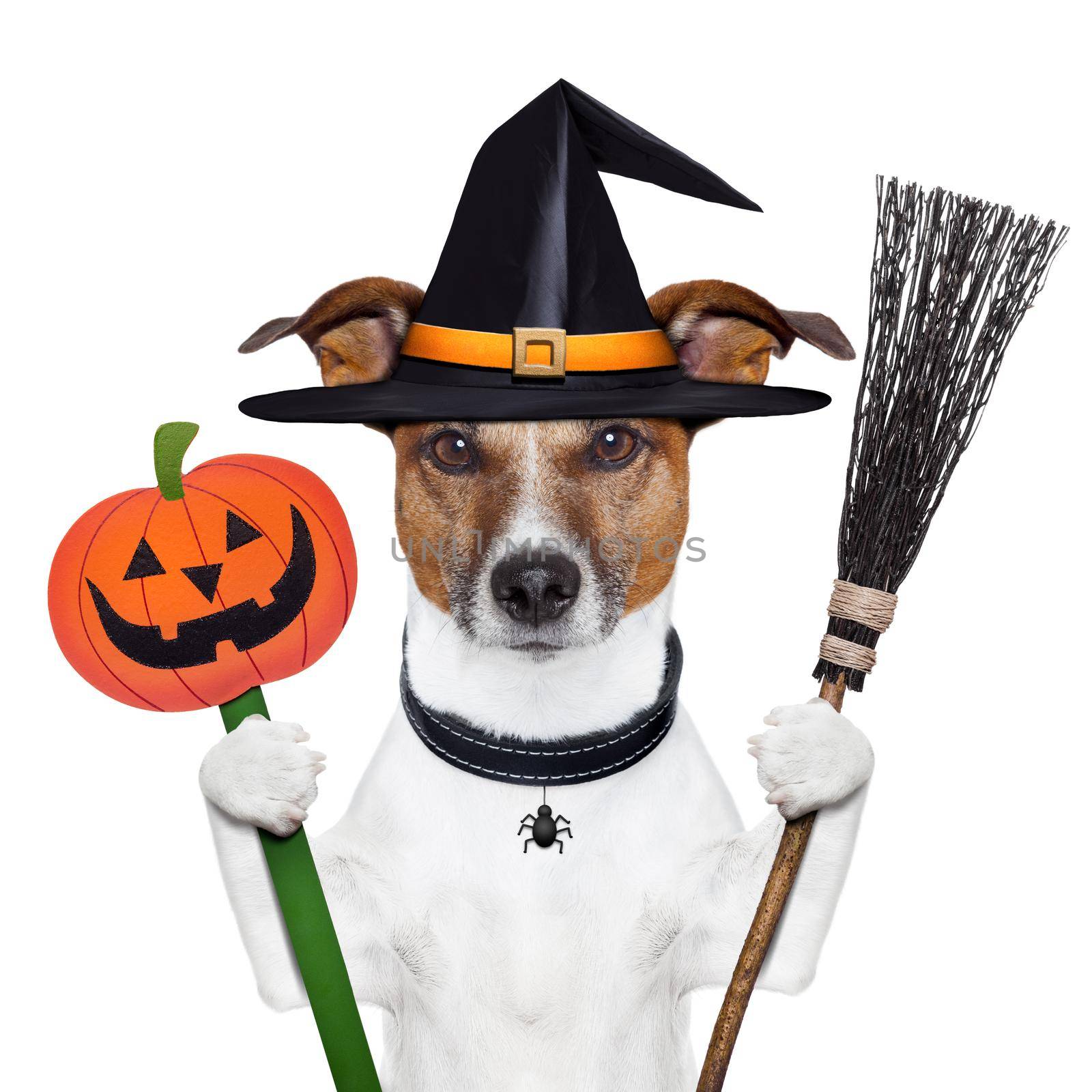 halloween pumpkin witch dog with a broom