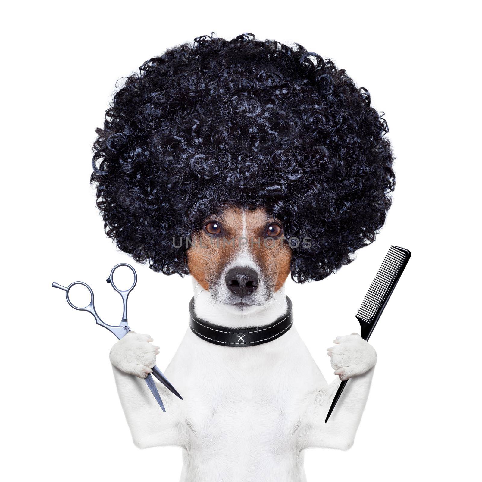 hairdresser  scissors comb dog  by Brosch