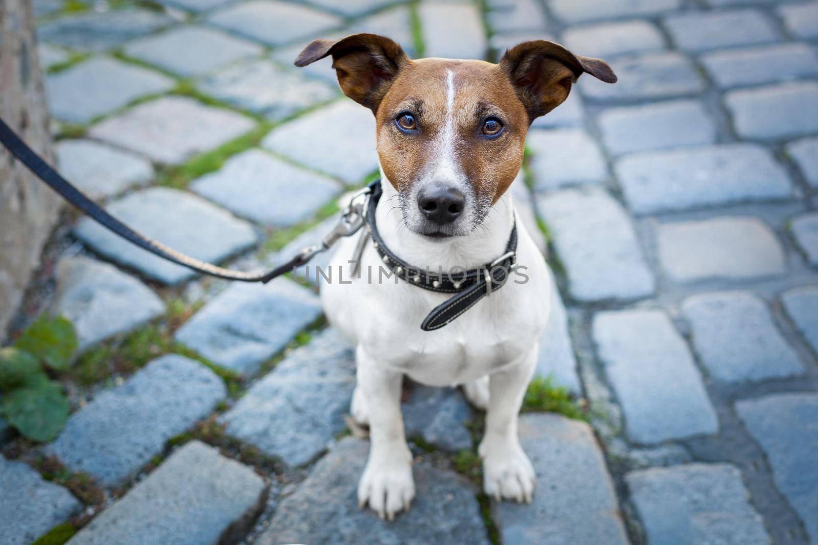 homeless dog lonely with leash