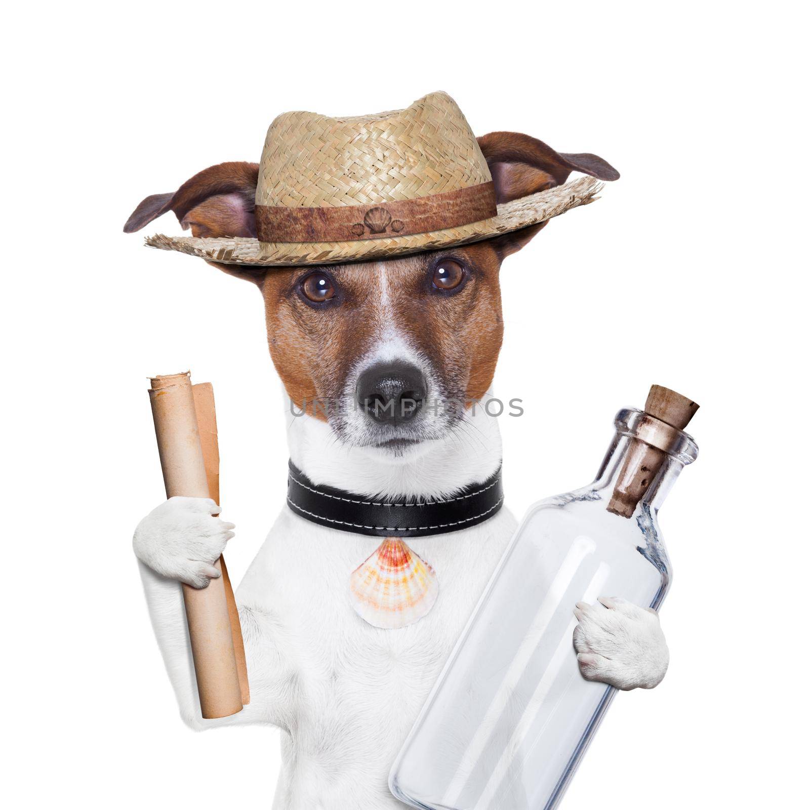 message in a bottle dog with hat