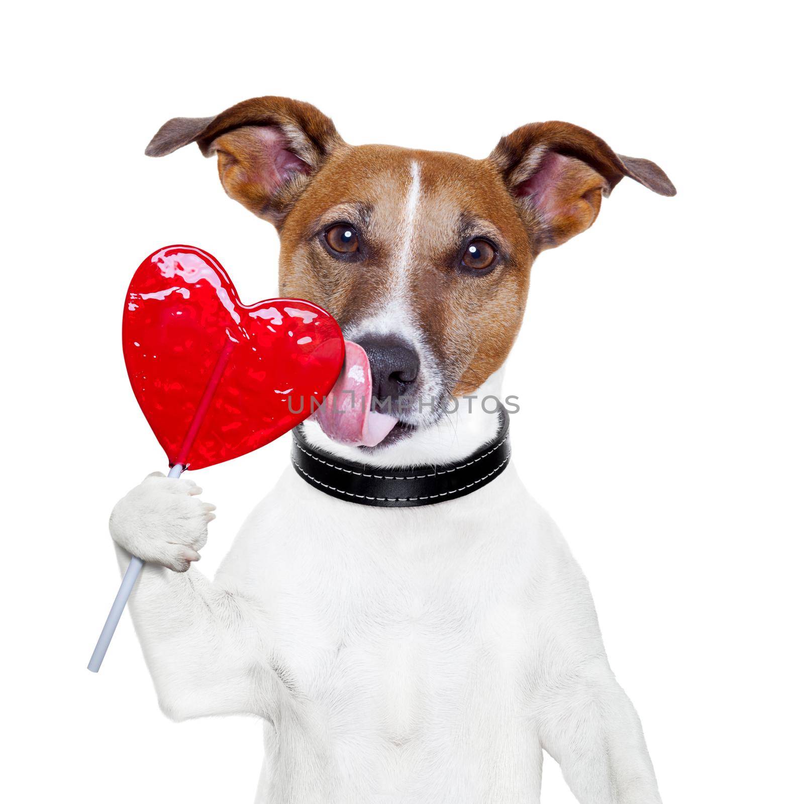 valentine lollipop heart dog licking by Brosch